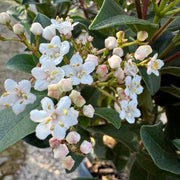 Viburnum tinus 'Gwenllian'