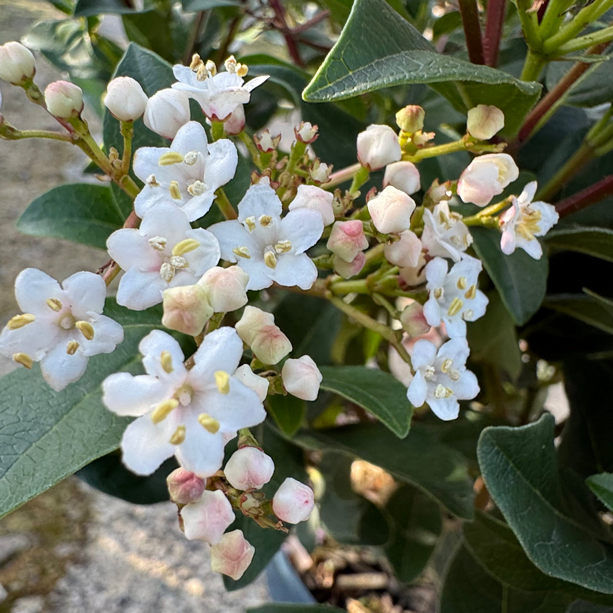 Viburnum tinus 'Gwenllian'