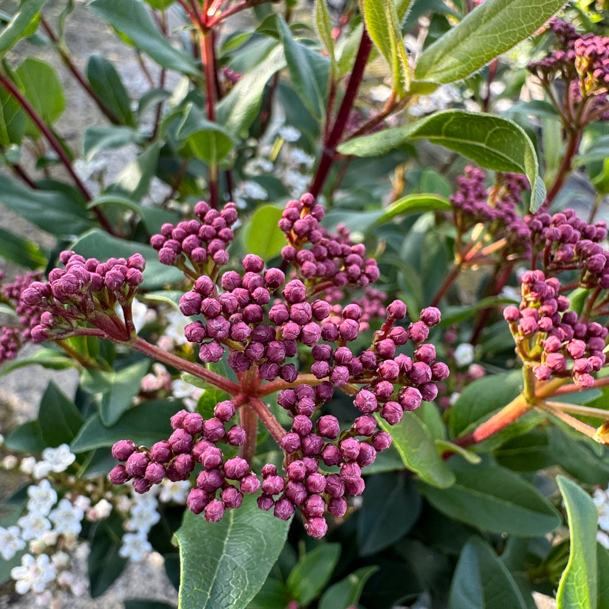 Viburnum tinus 'Gwenllian'