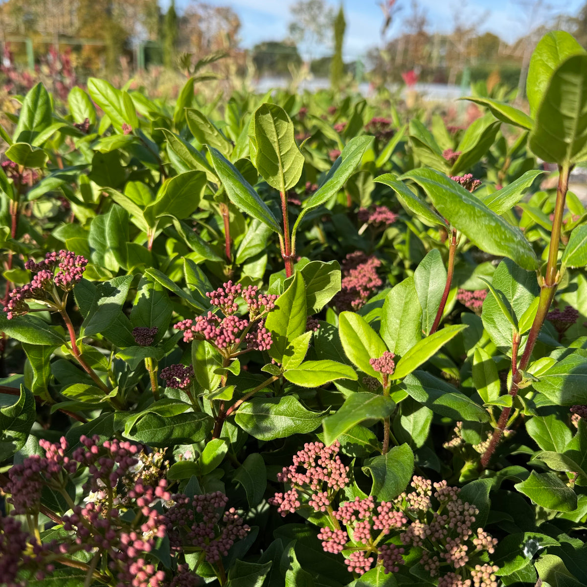 Viburnum tinus 'Gwenllian'