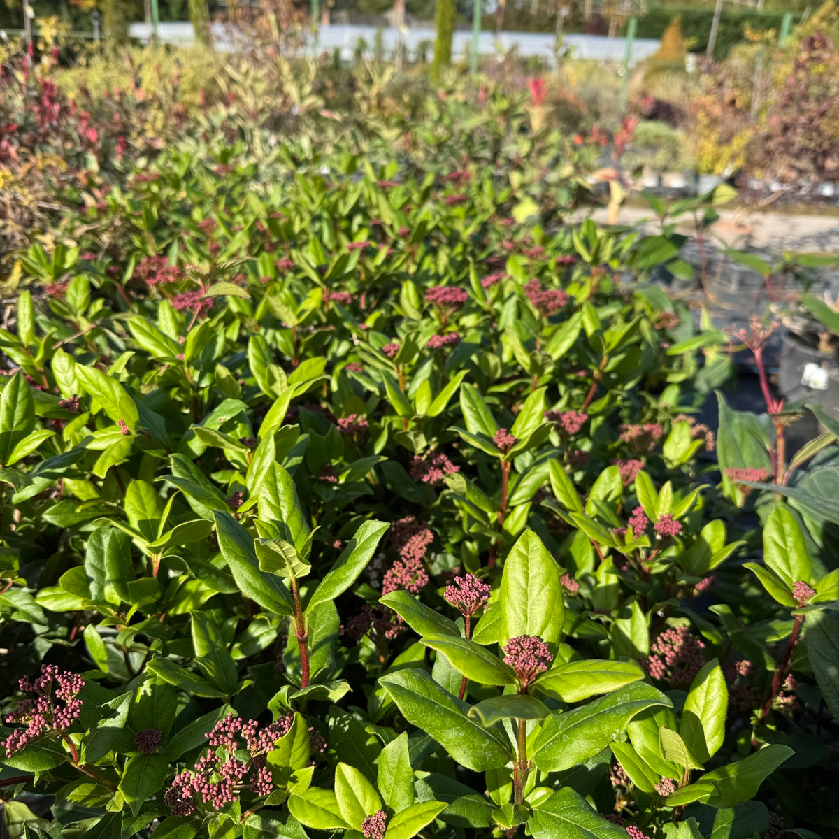 Viburnum tinus 'Gwenllian'