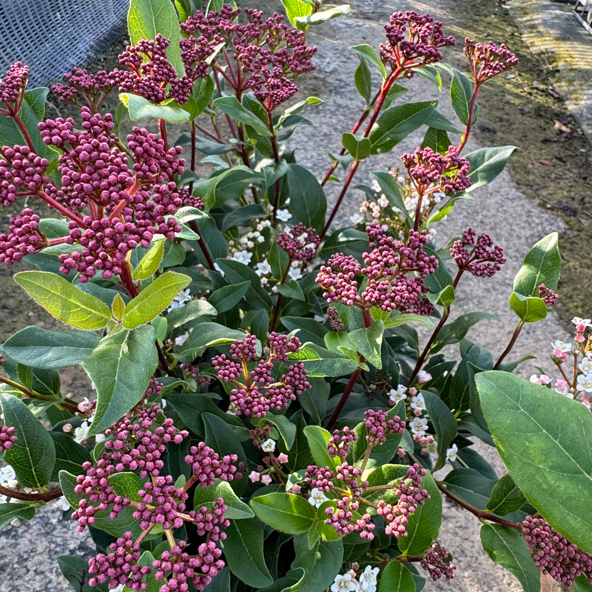 Viburnum tinus 'Gwenllian'