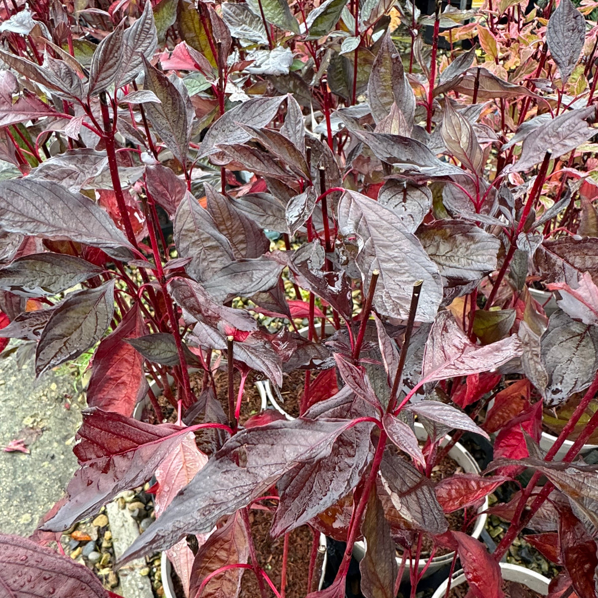 Cornus alba 'Nightfall'