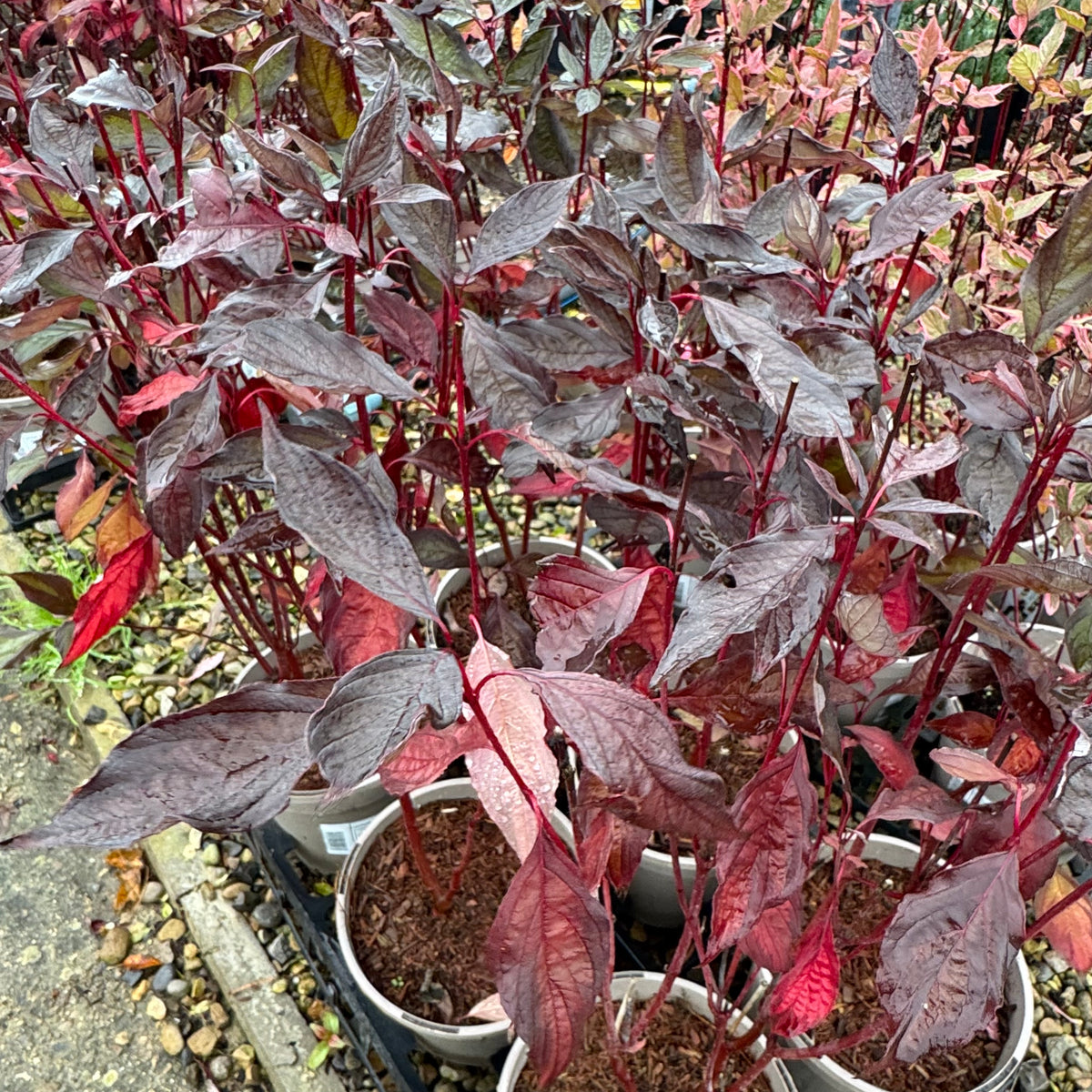 Cornus alba 'Nightfall'
