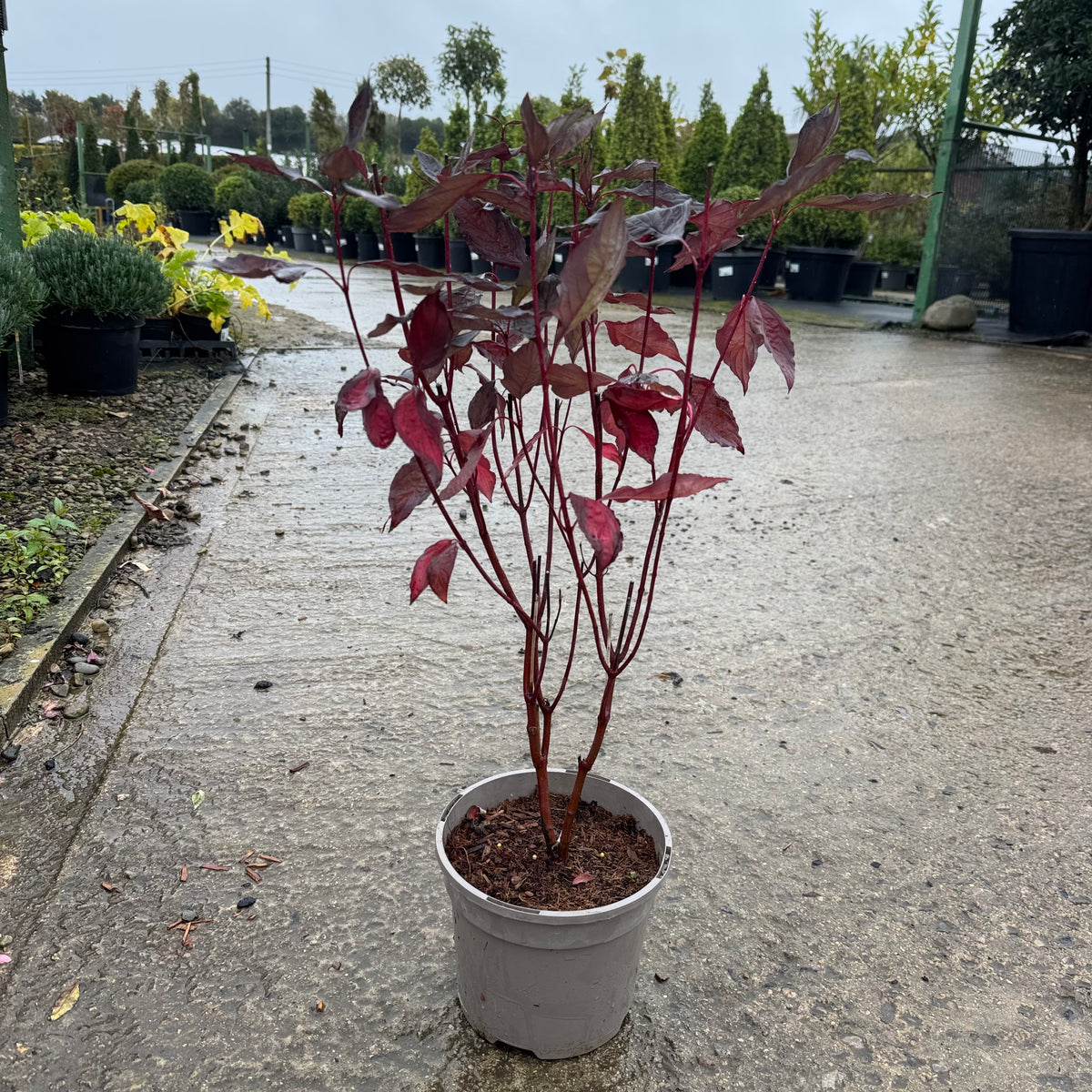 Cornus alba 'Nightfall'