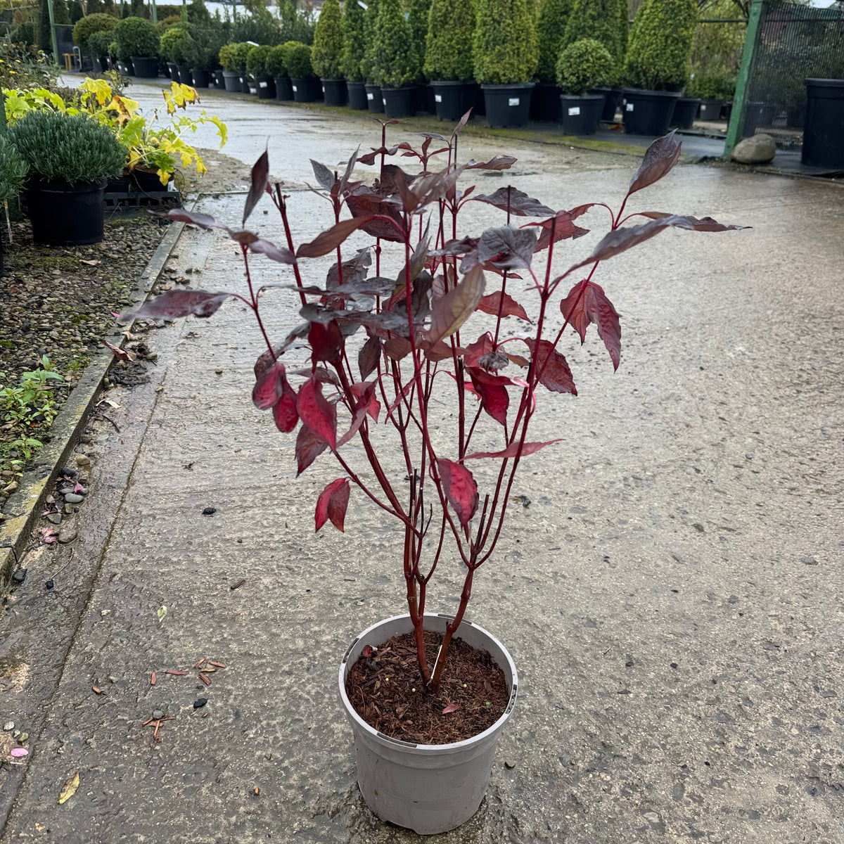 Cornus alba 'Nightfall'