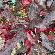Cornus alba 'Nightfall'