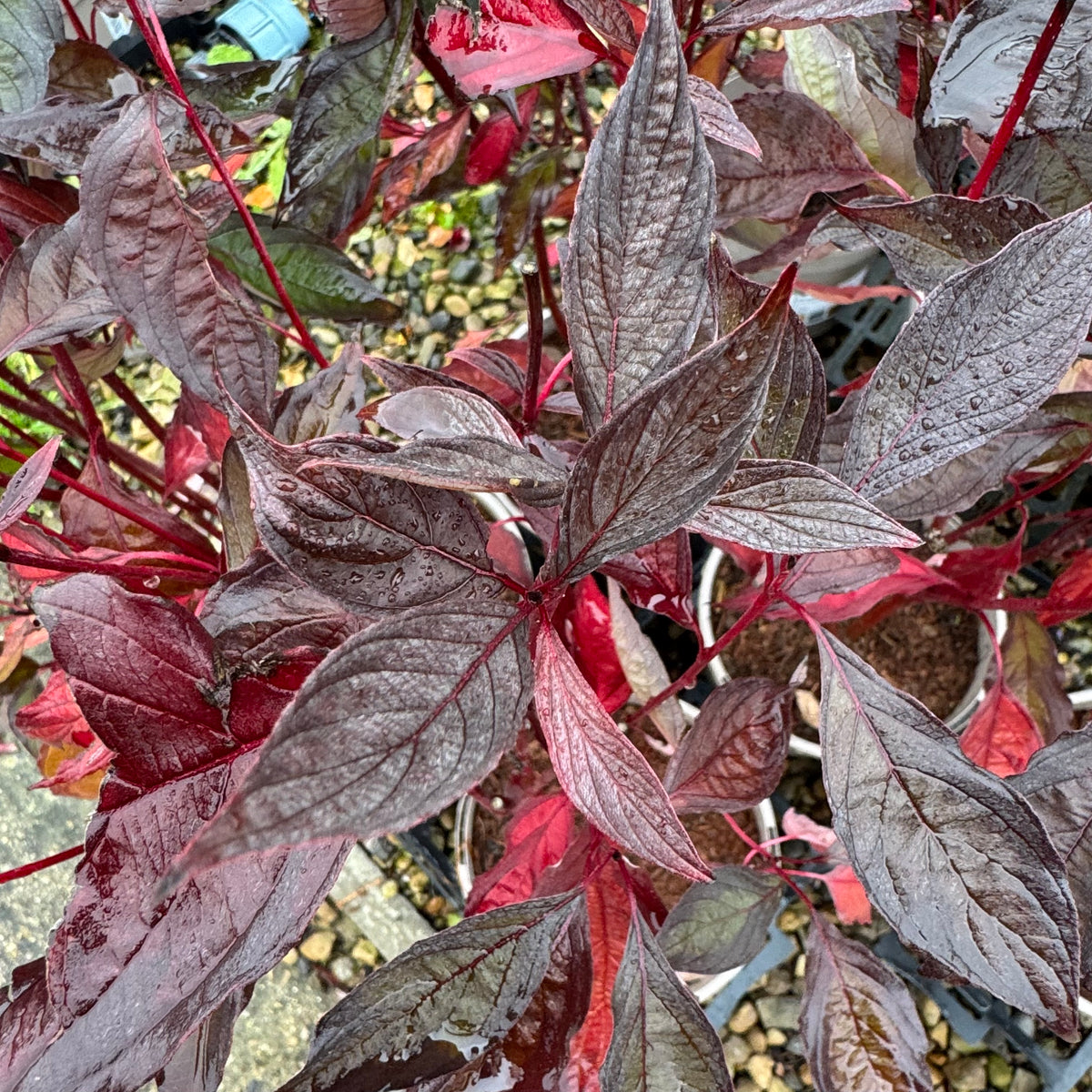 Cornus alba 'Nightfall'