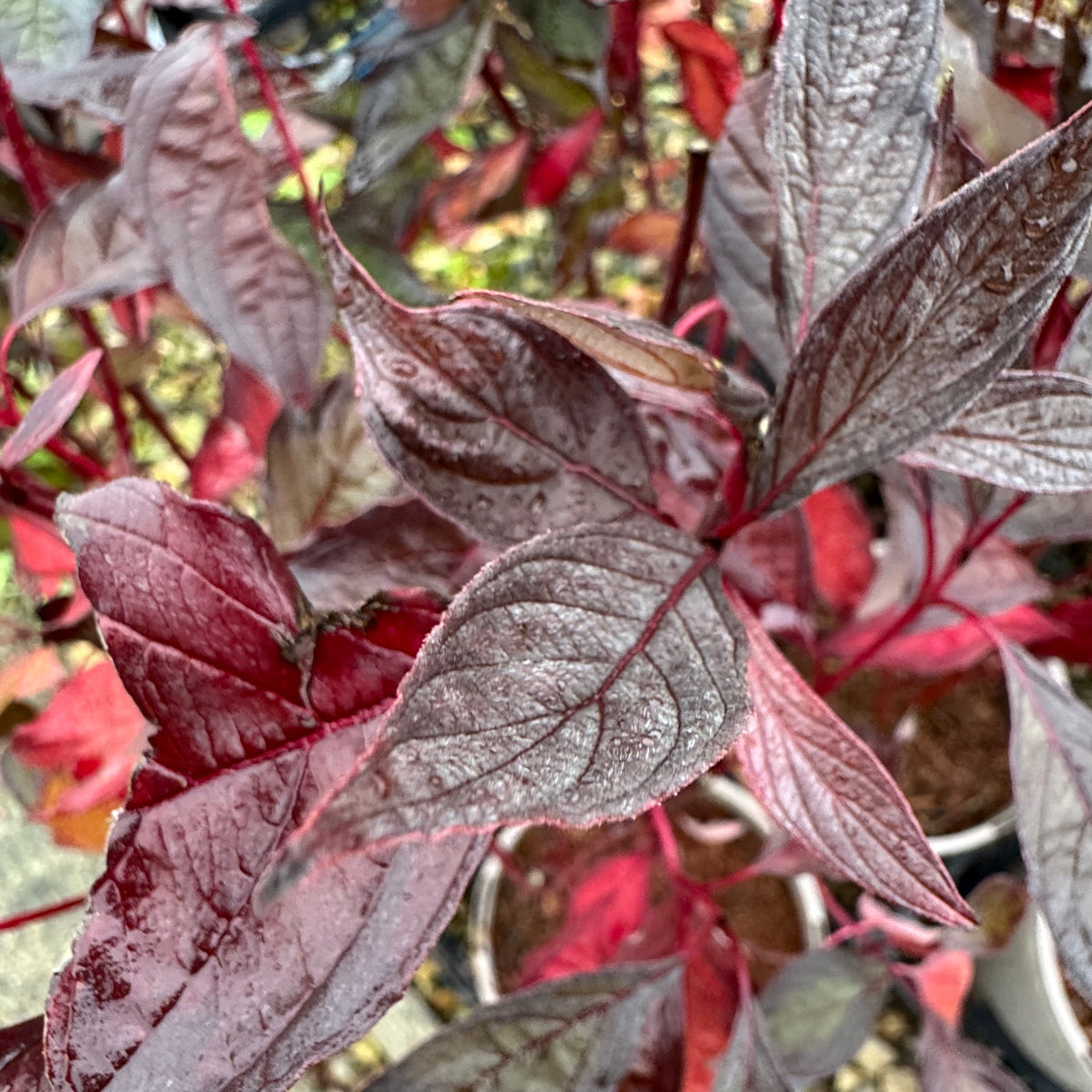 Cornus alba 'Nightfall'