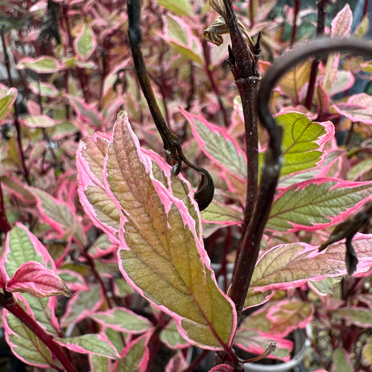 Cornus alba 'Miracle'