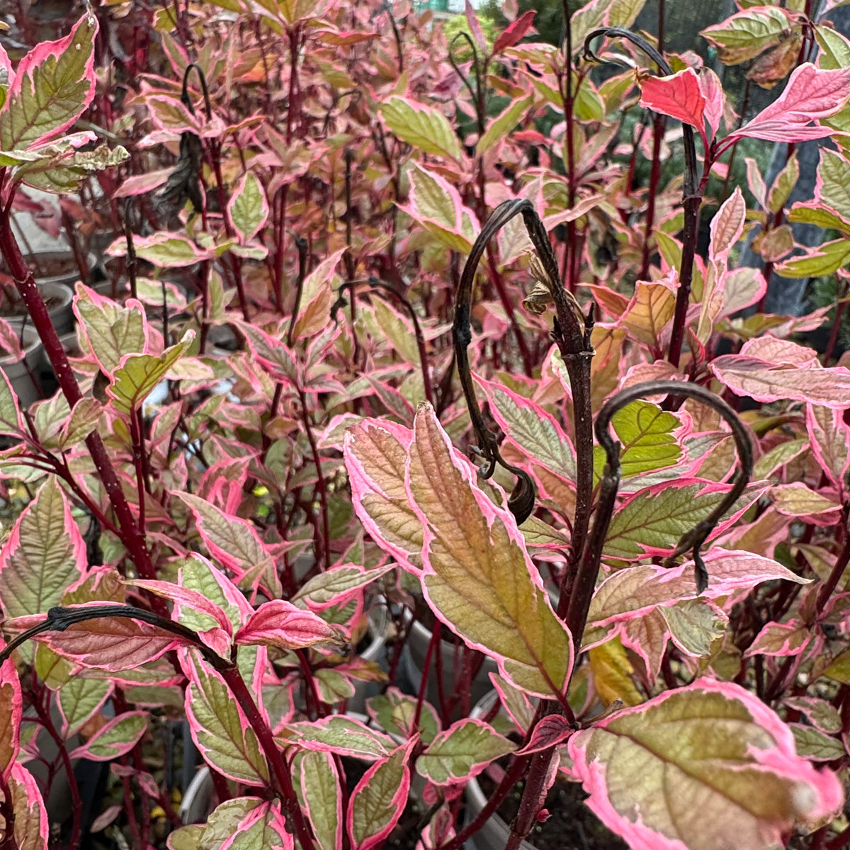 Cornus alba 'Miracle'