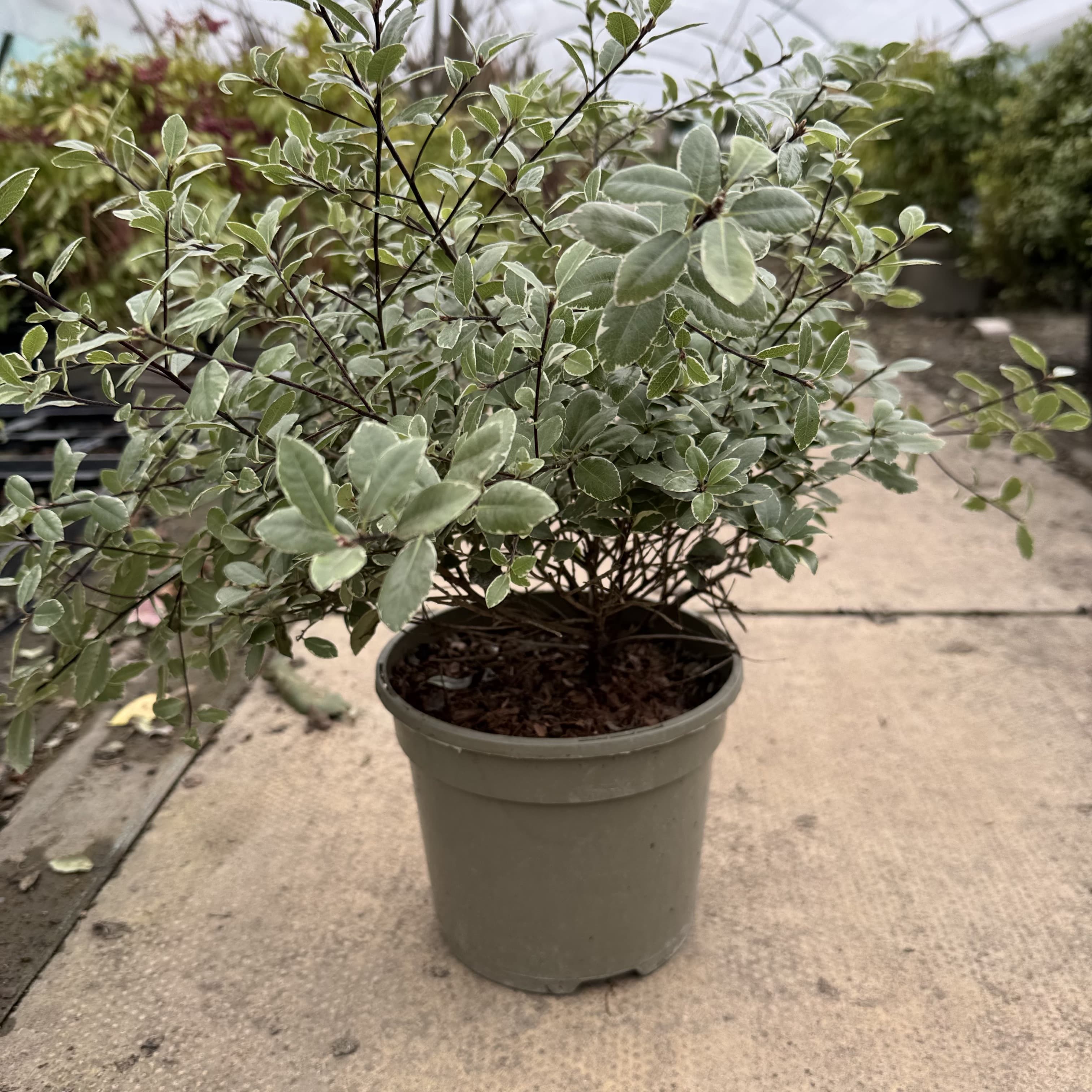 Pittosporum ten. 'Silver Ball'