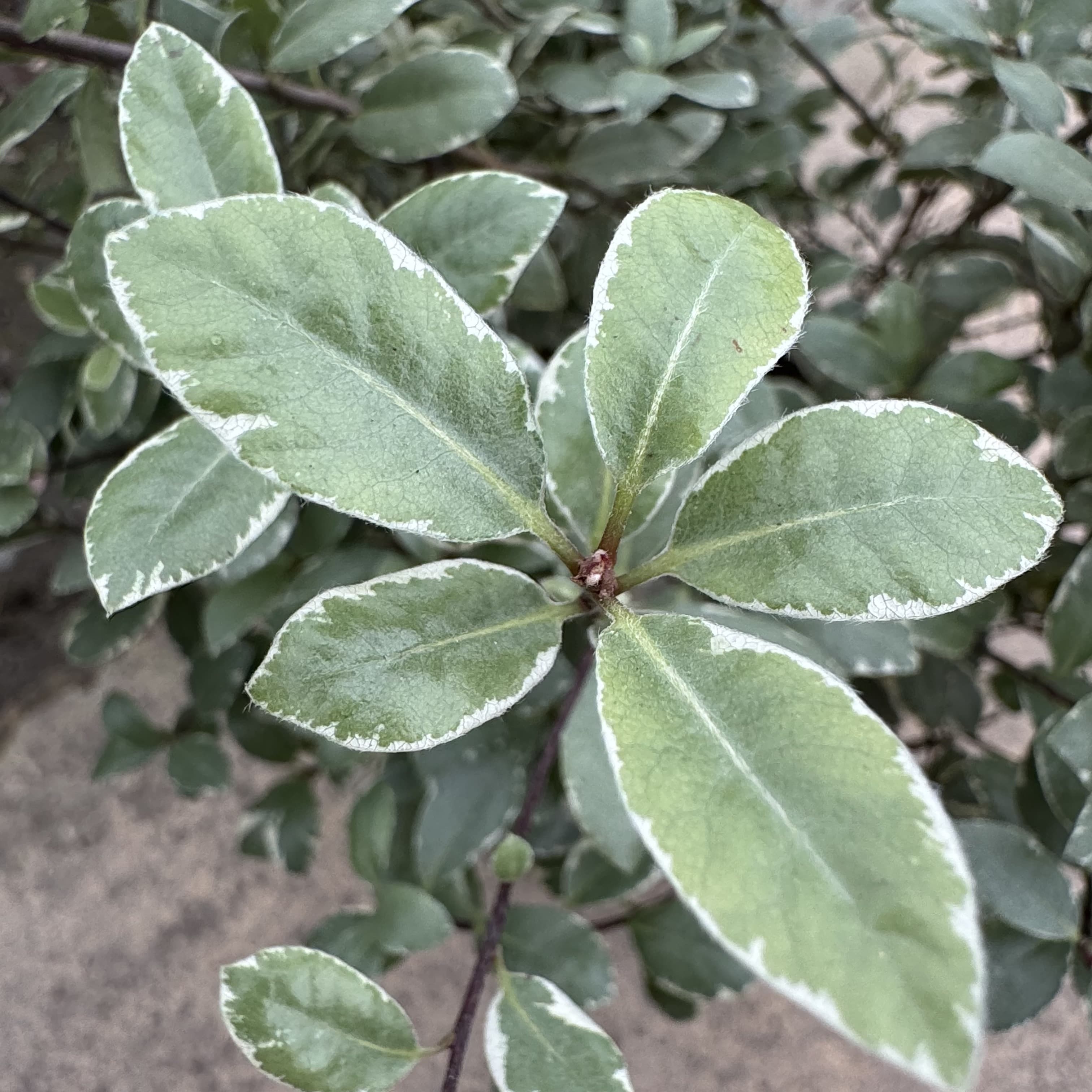 Pittosporum ten. 'Silver Ball'