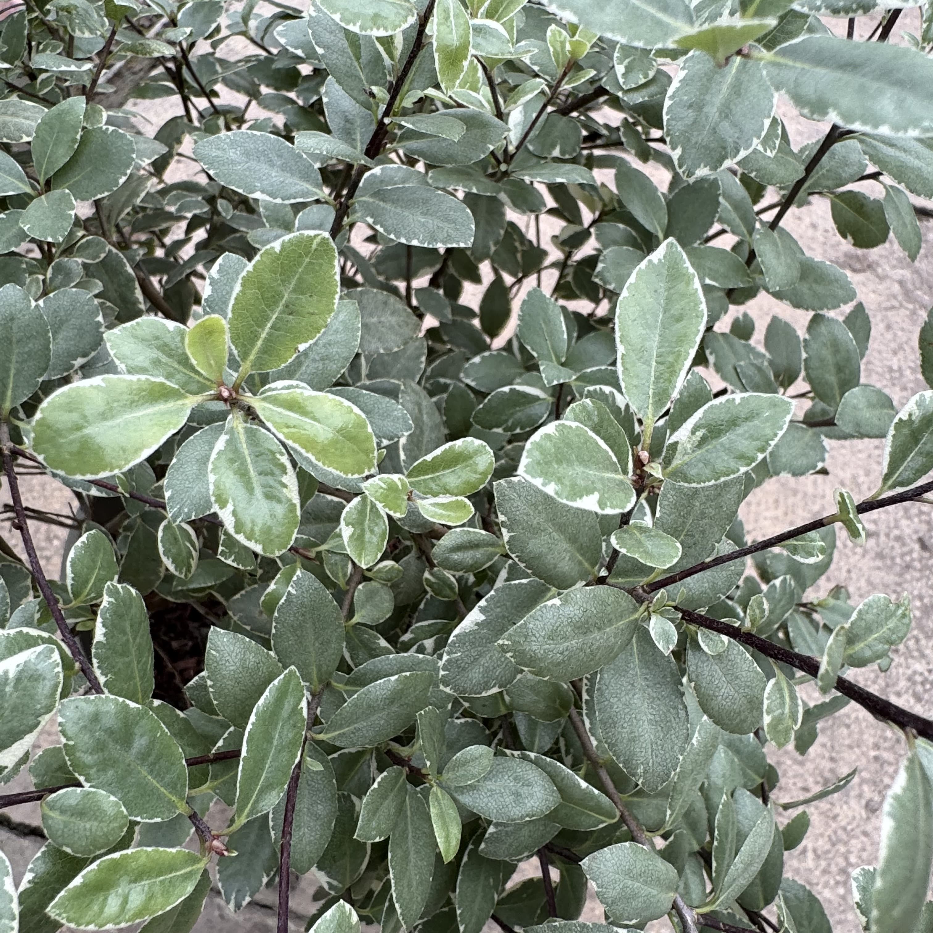 Pittosporum ten. 'Silver Ball'