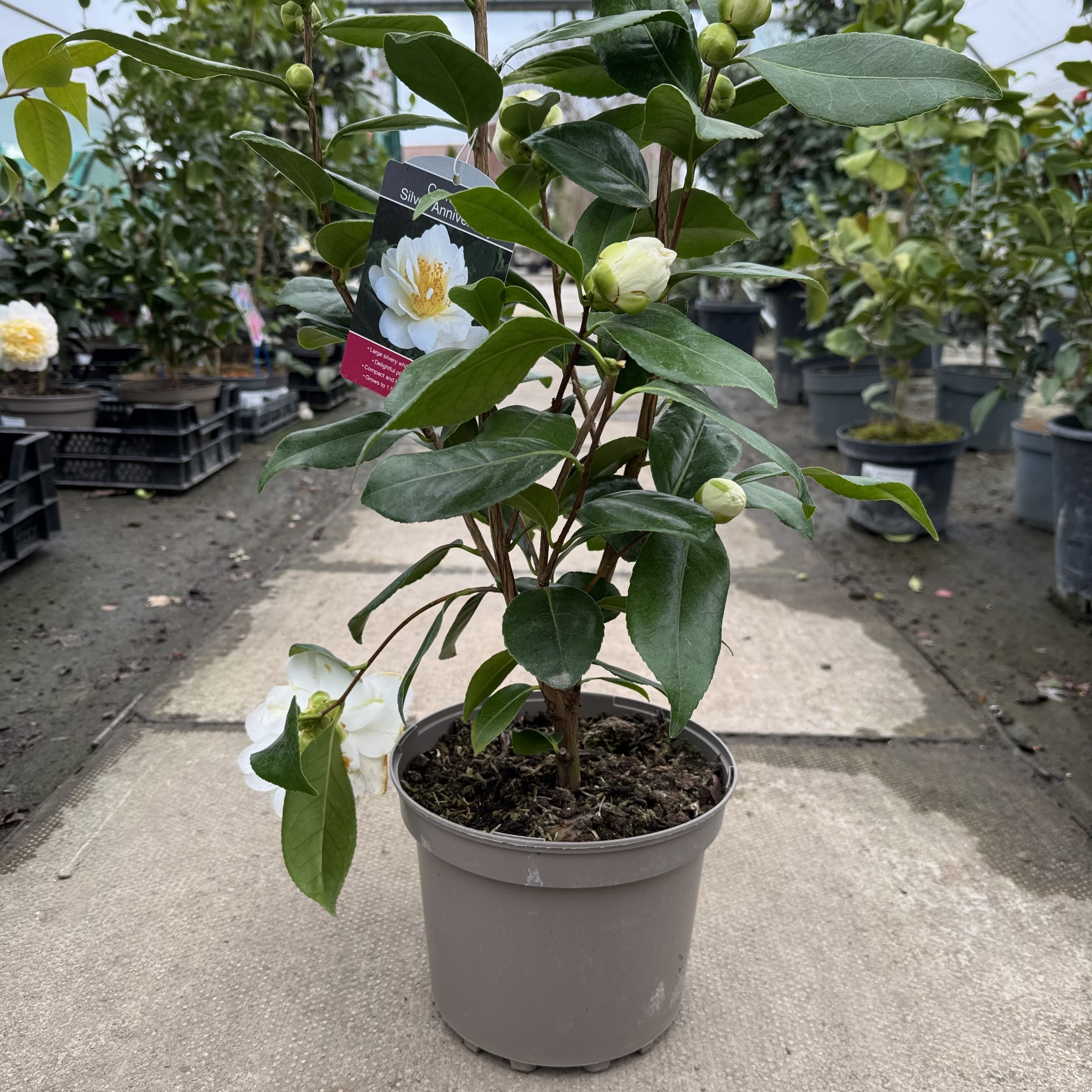 Camellia jap. 'Silver Anniversary'