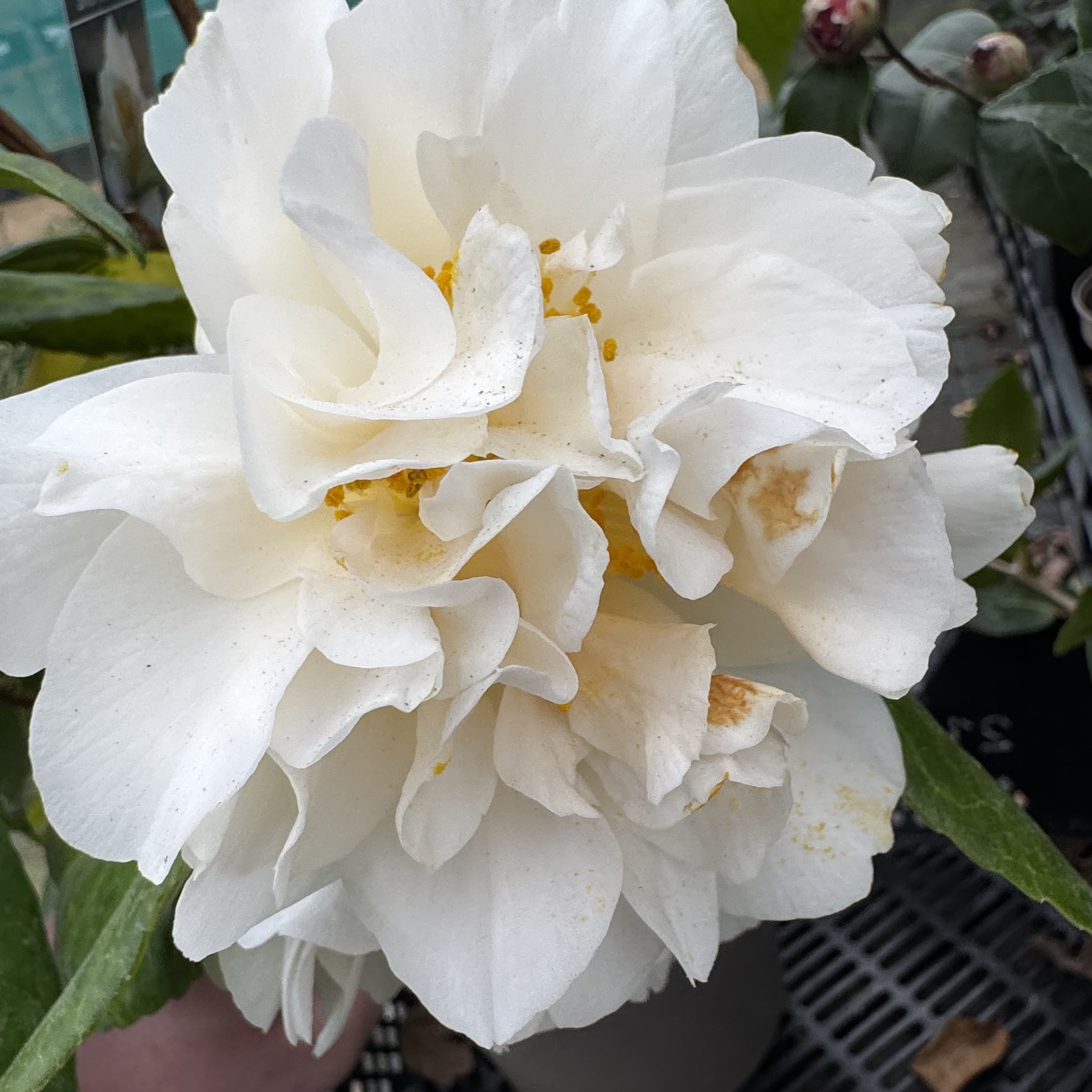 Camellia jap. 'Silver Anniversary'