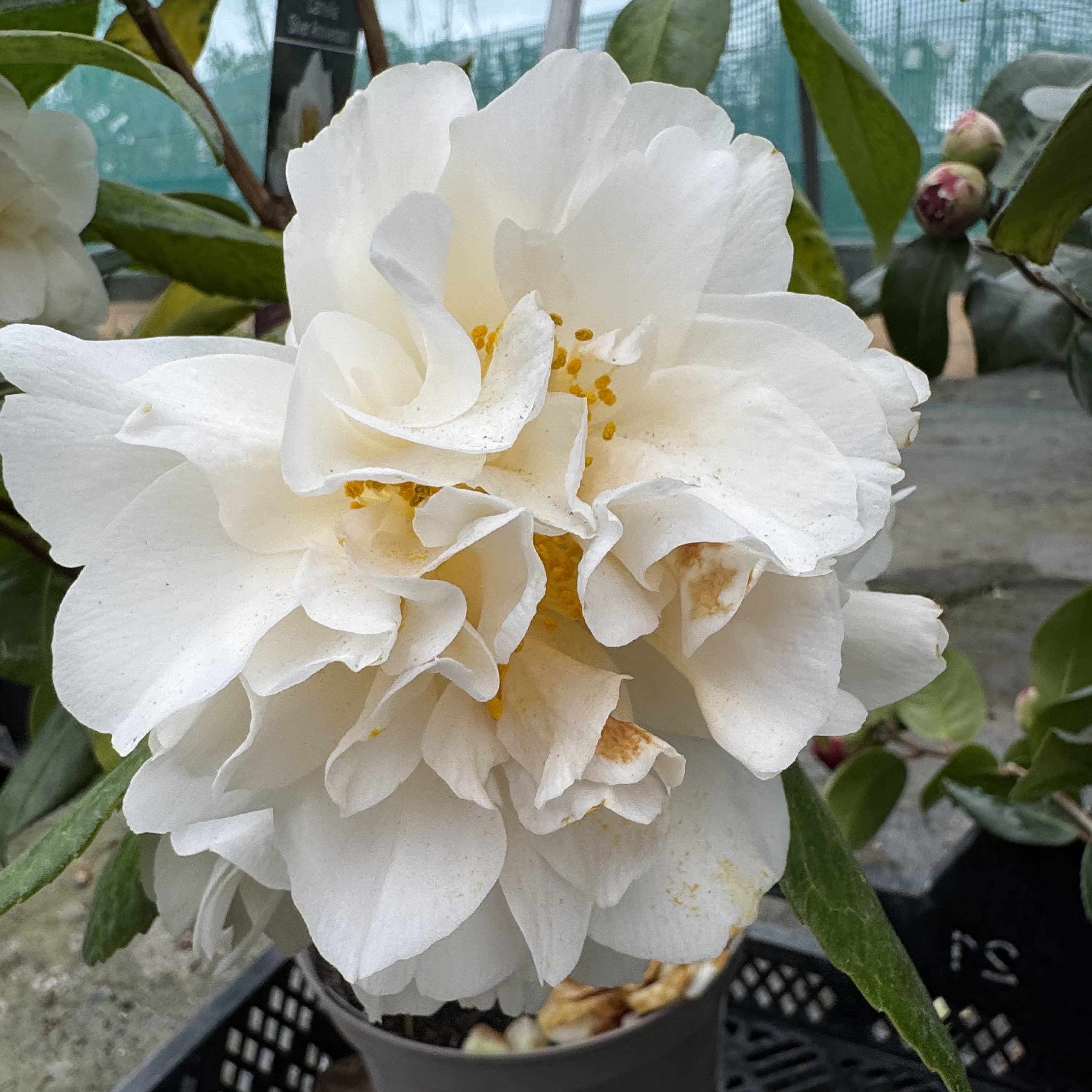 Camellia jap. 'Silver Anniversary'