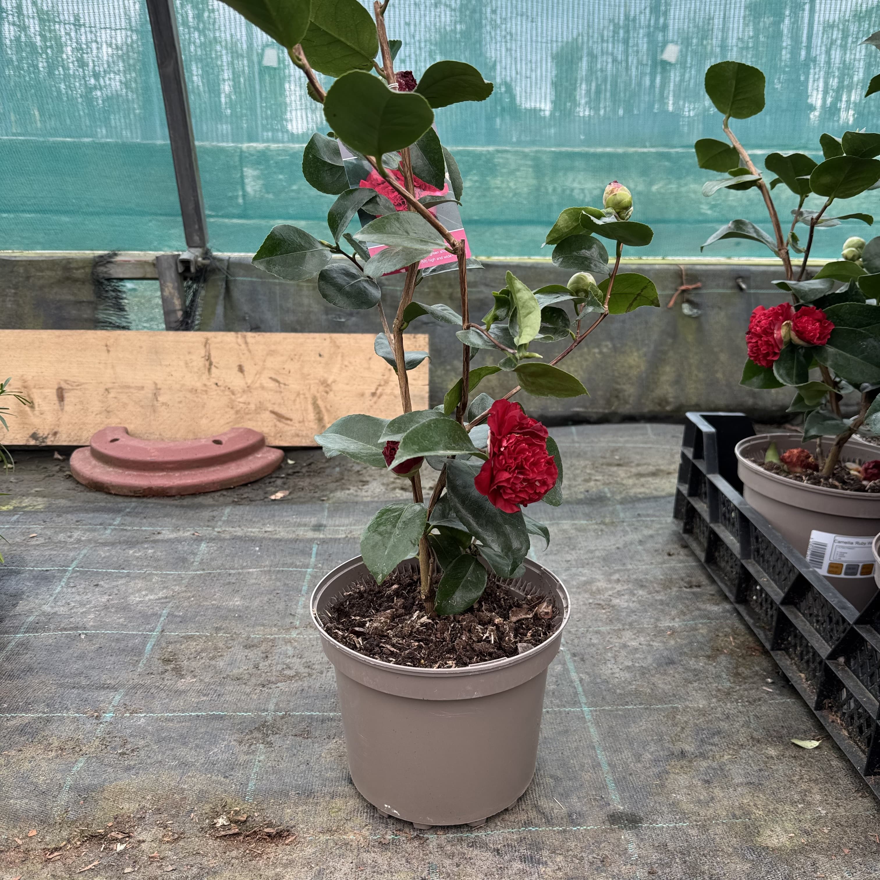 Camellia 'Ruby Wedding'
