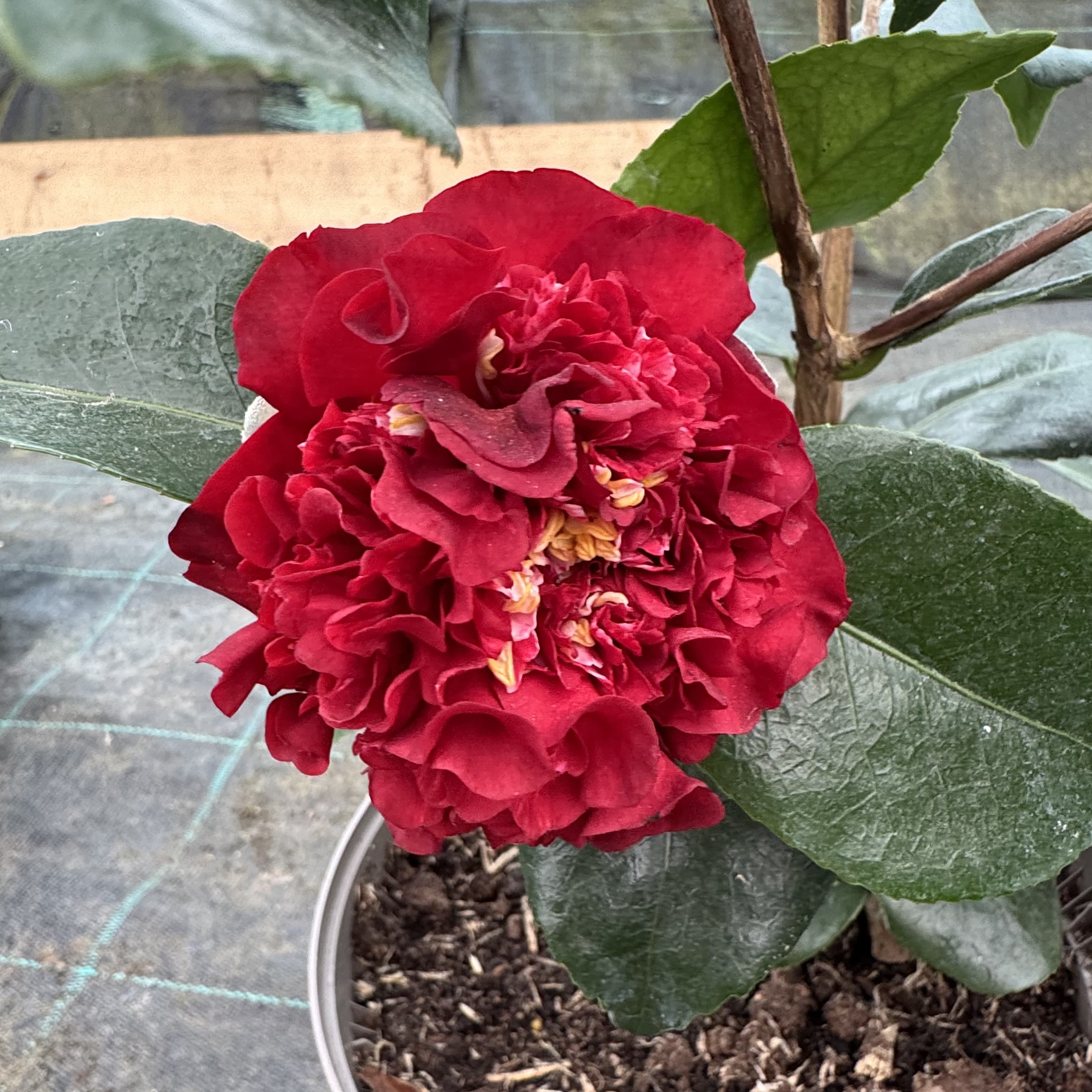 Camellia 'Ruby Wedding'