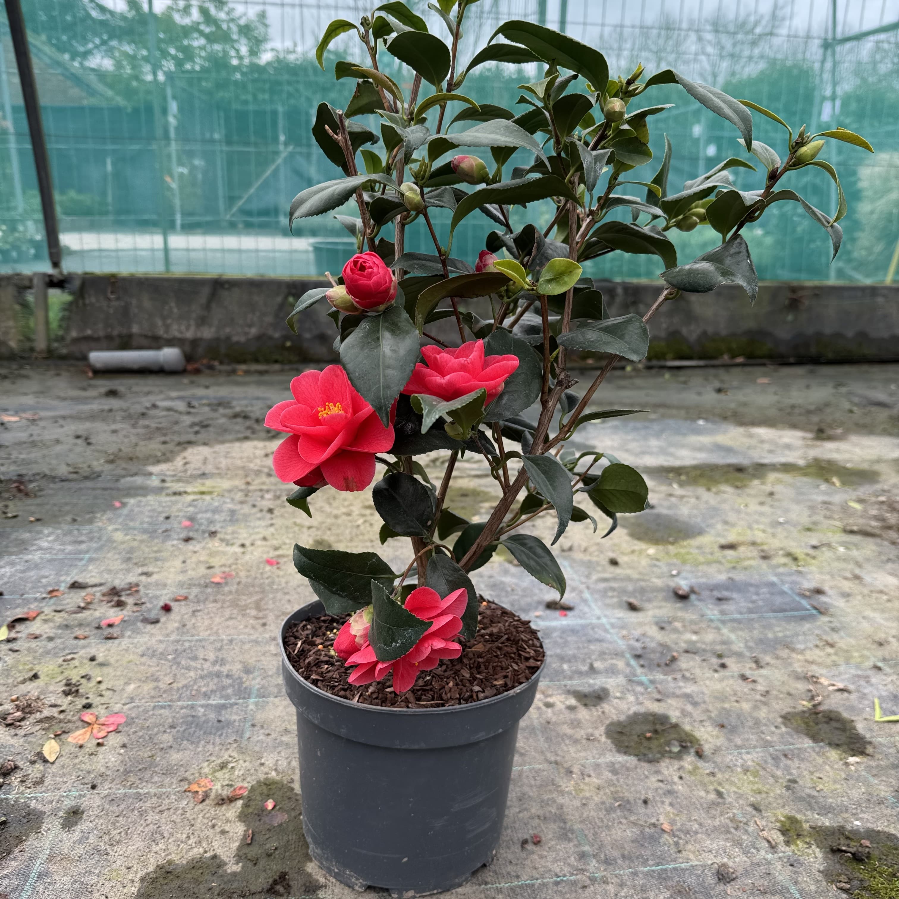 Camellia reticulata 'Mary Williams'