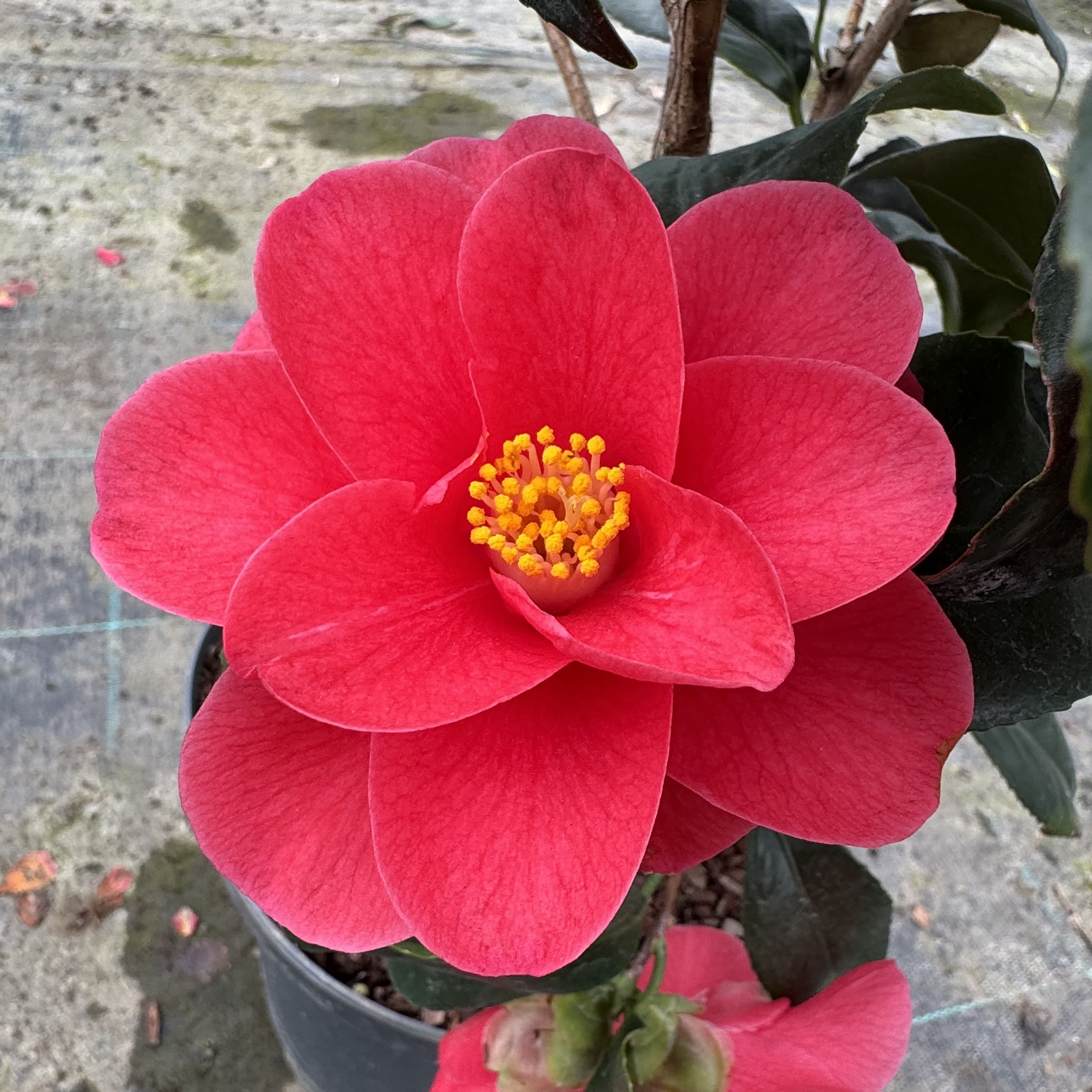 Camellia reticulata 'Mary Williams'