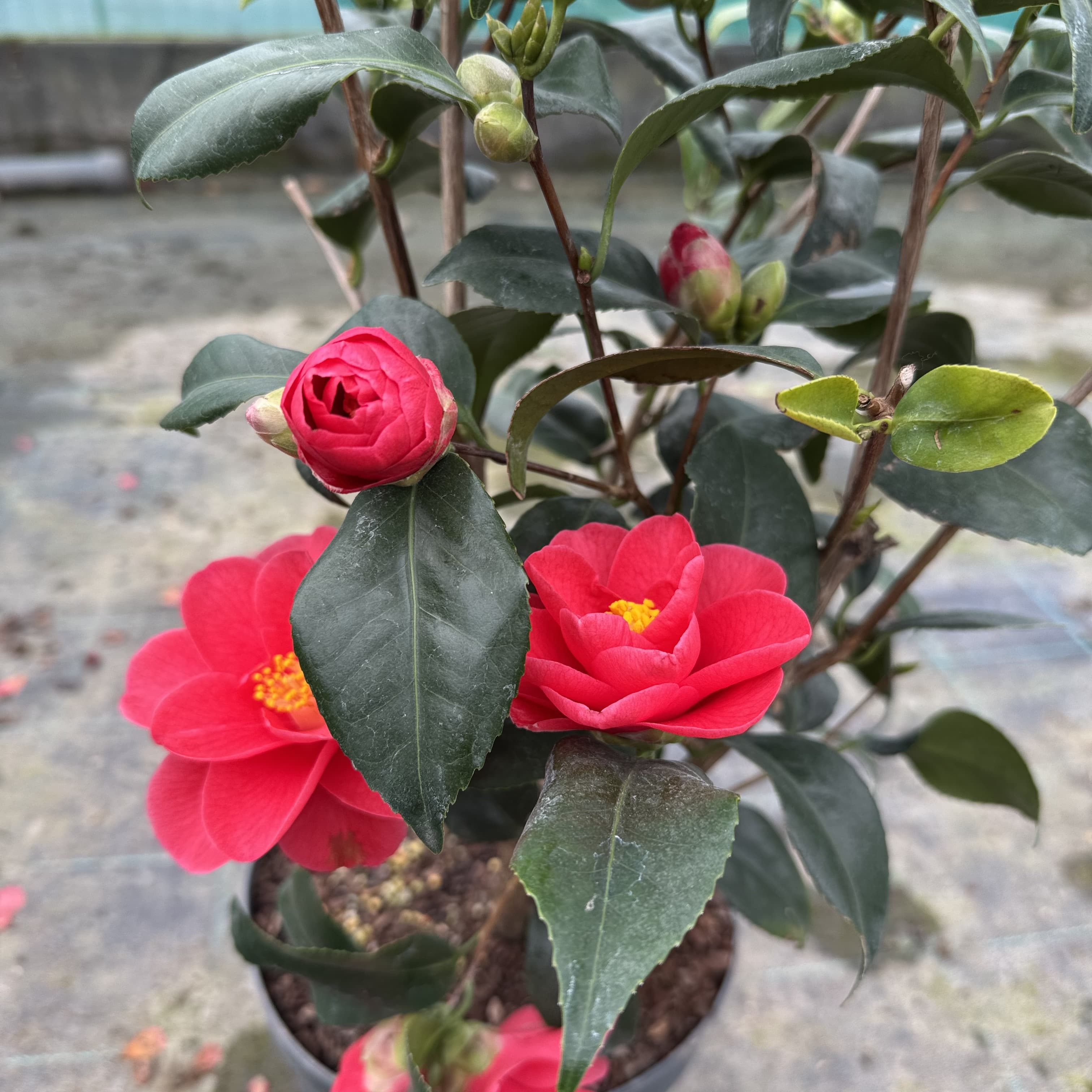 Camellia reticulata 'Mary Williams'