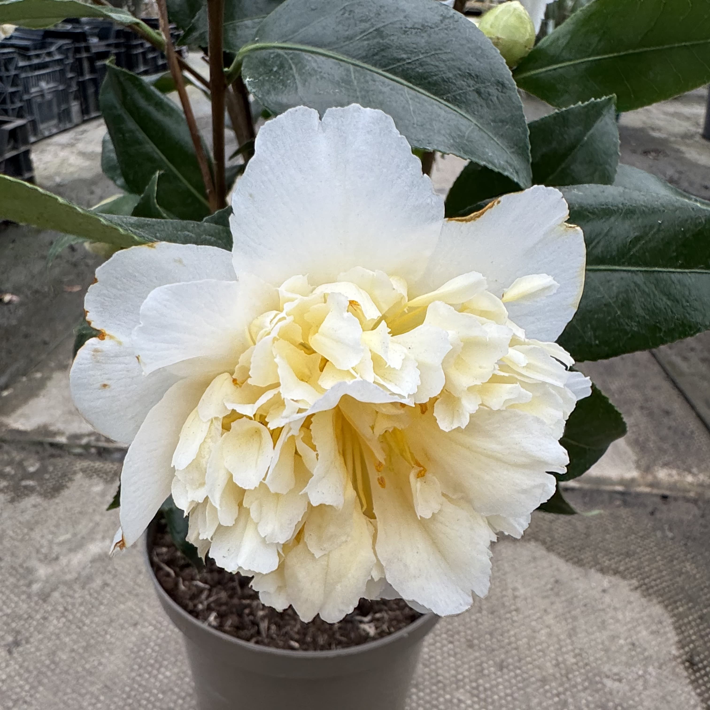 Camellia 'Jury's Yellow'