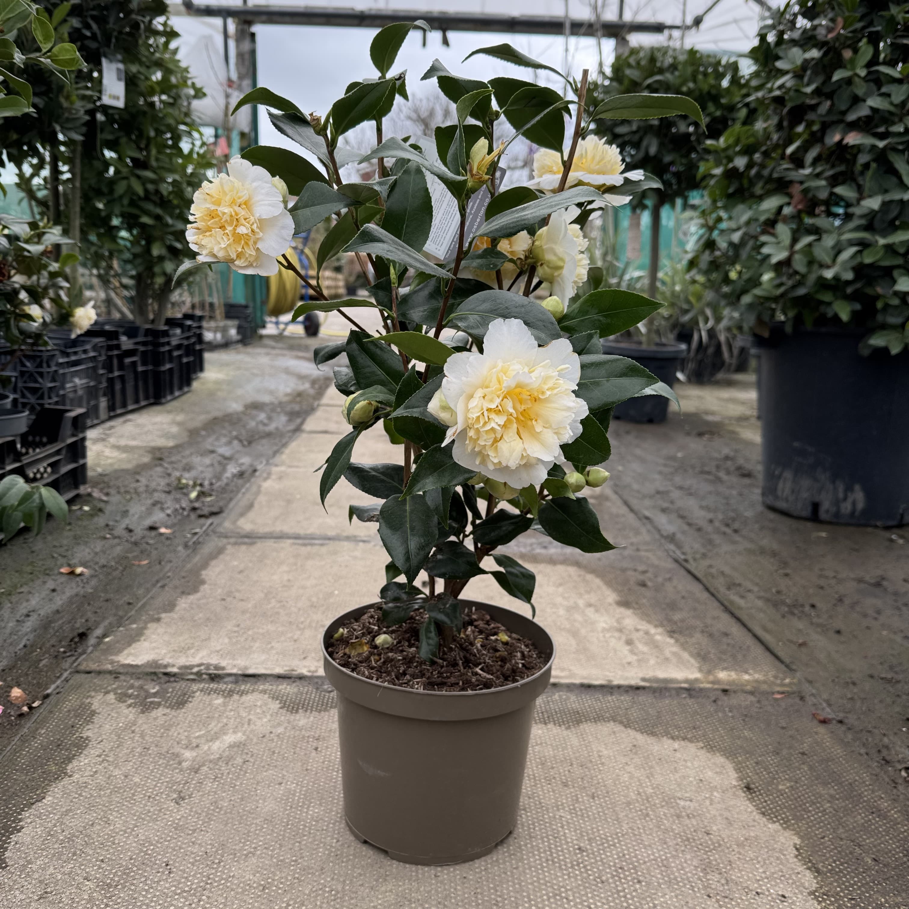 Camellia 'Jury's Yellow'