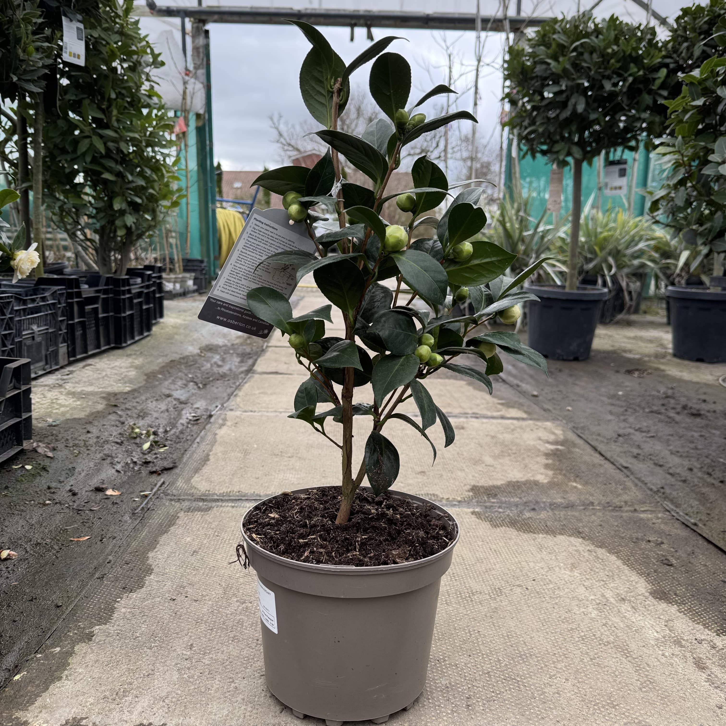 Camellia jap. 'Golden Anniversary'
