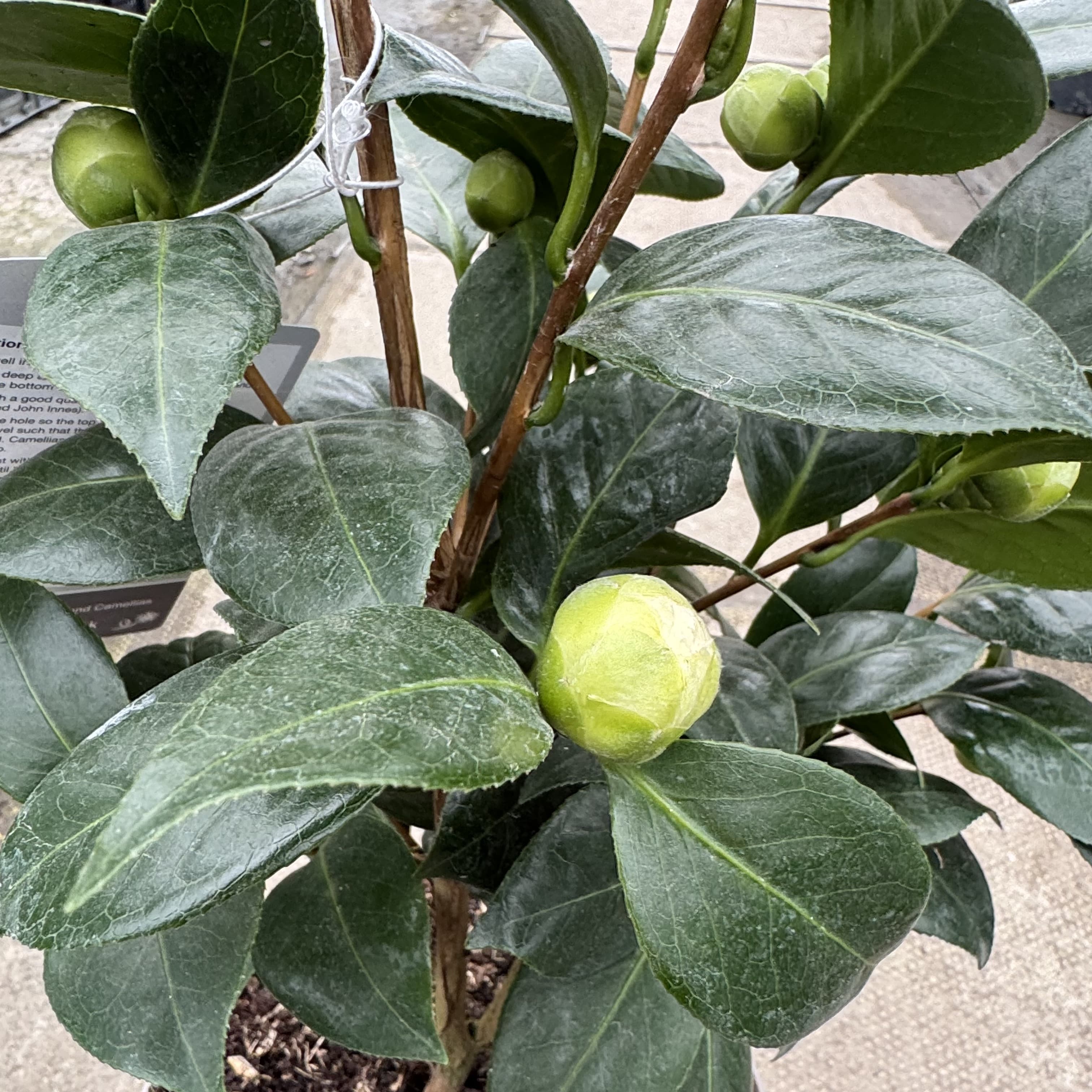 Camellia jap. 'Golden Anniversary'