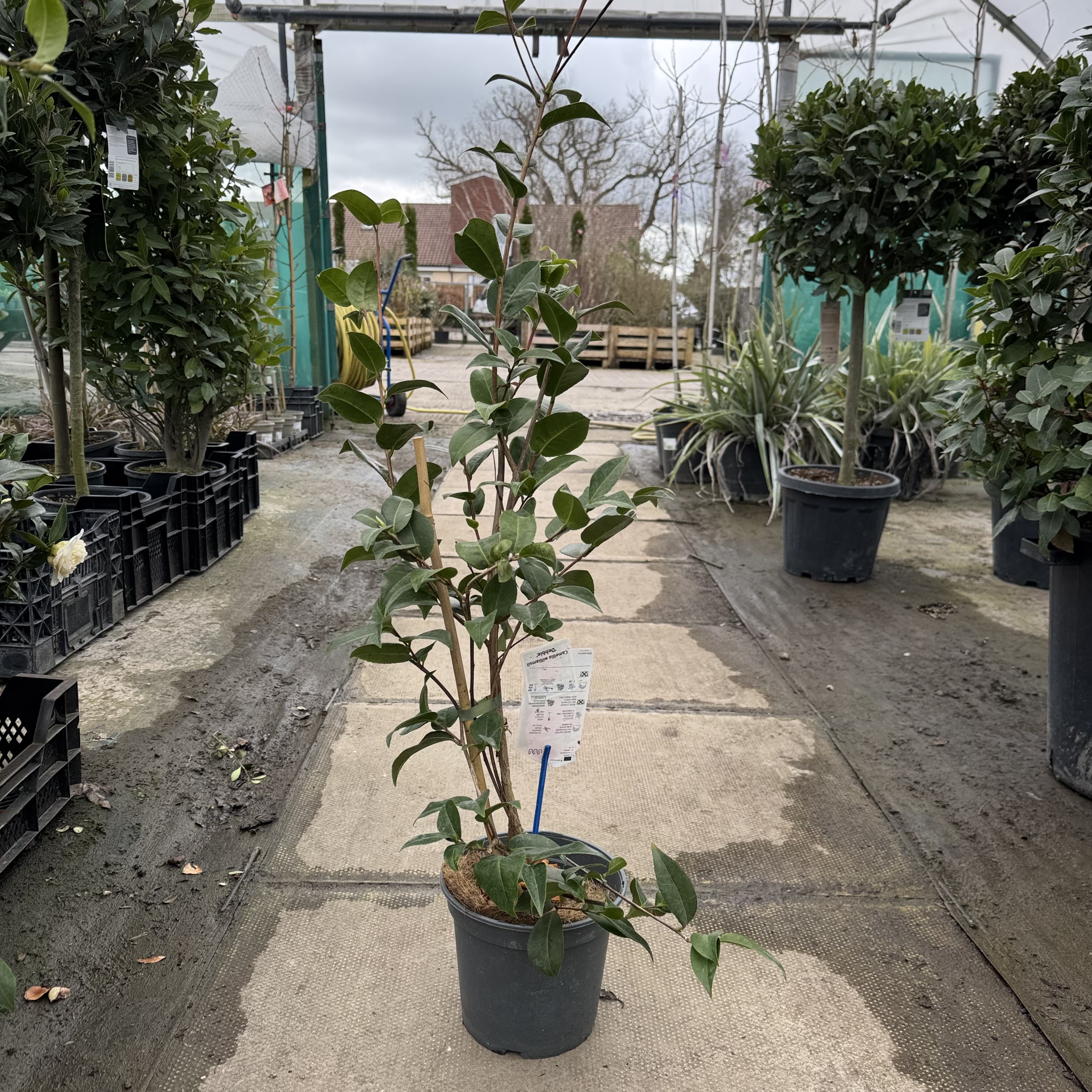 Camellia will. 'Debbie'