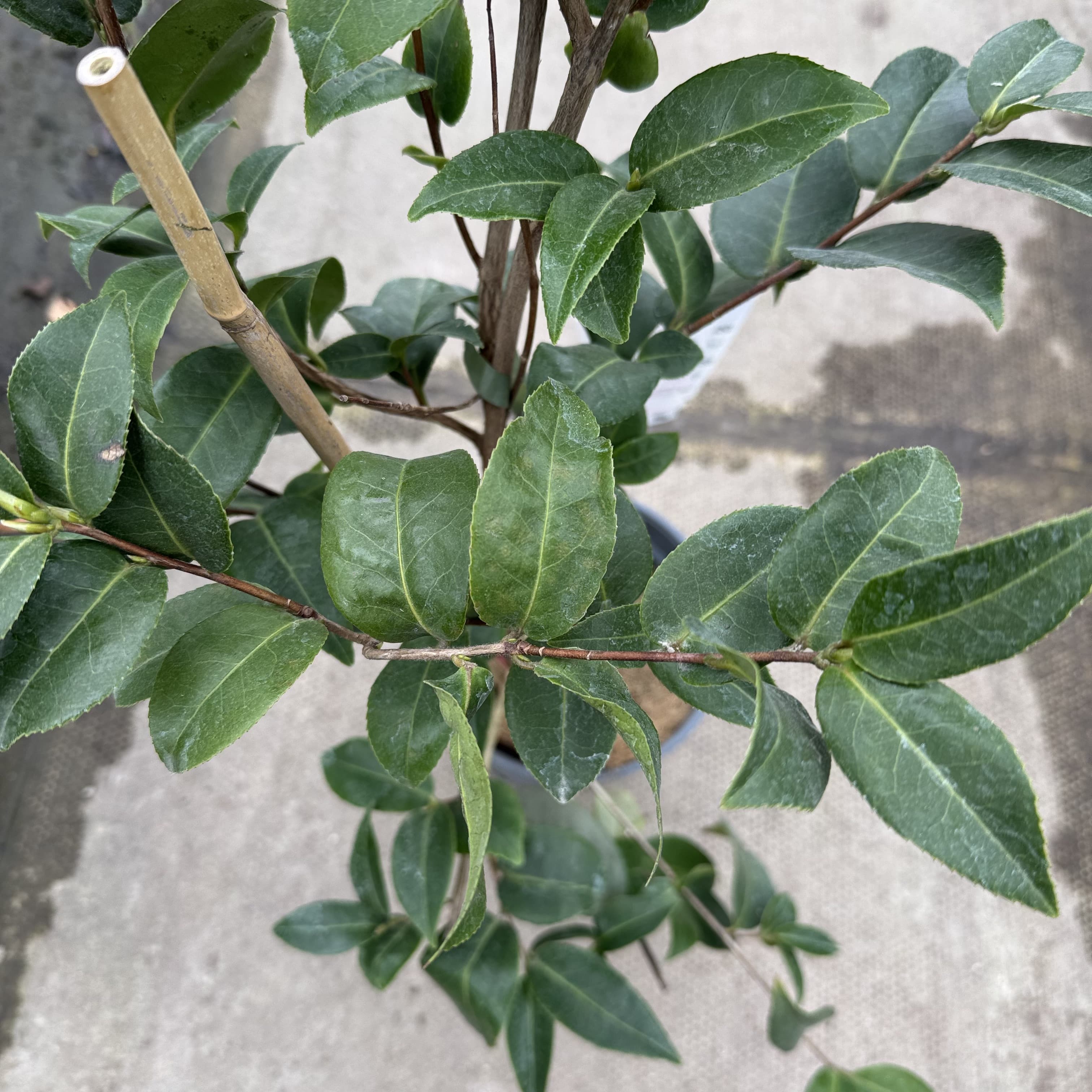 Camellia will. 'Debbie'