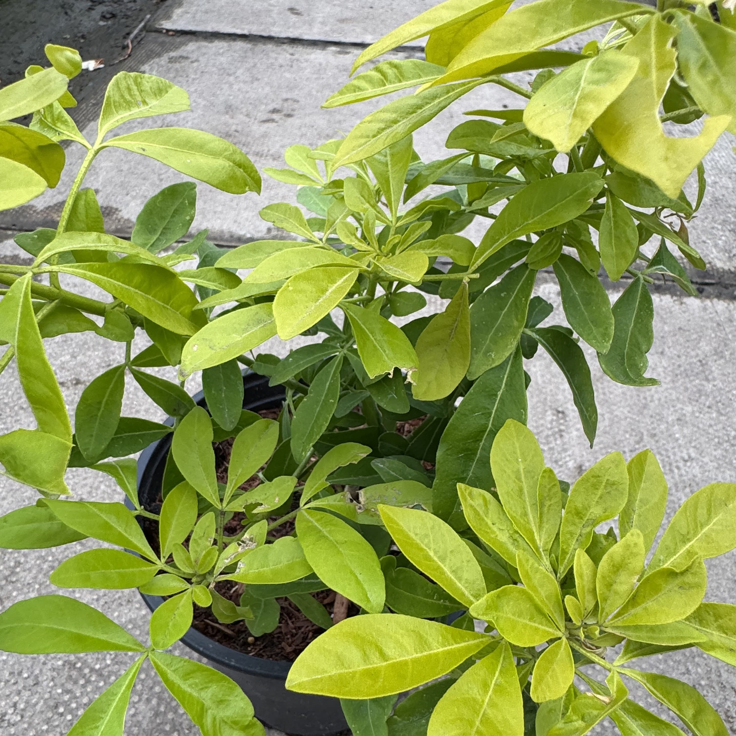 Choisya ternata 'Sundance'