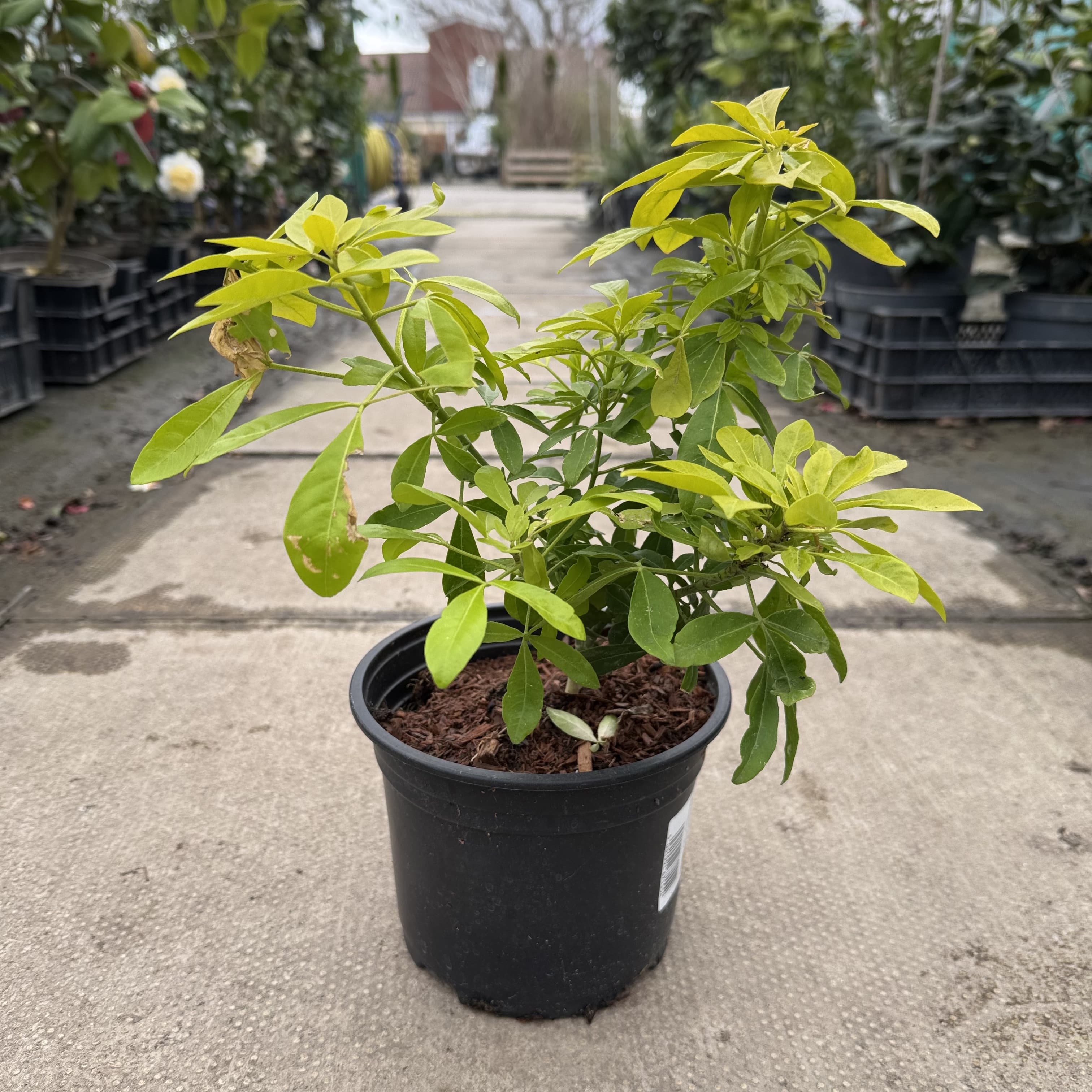 Choisya ternata 'Sundance'