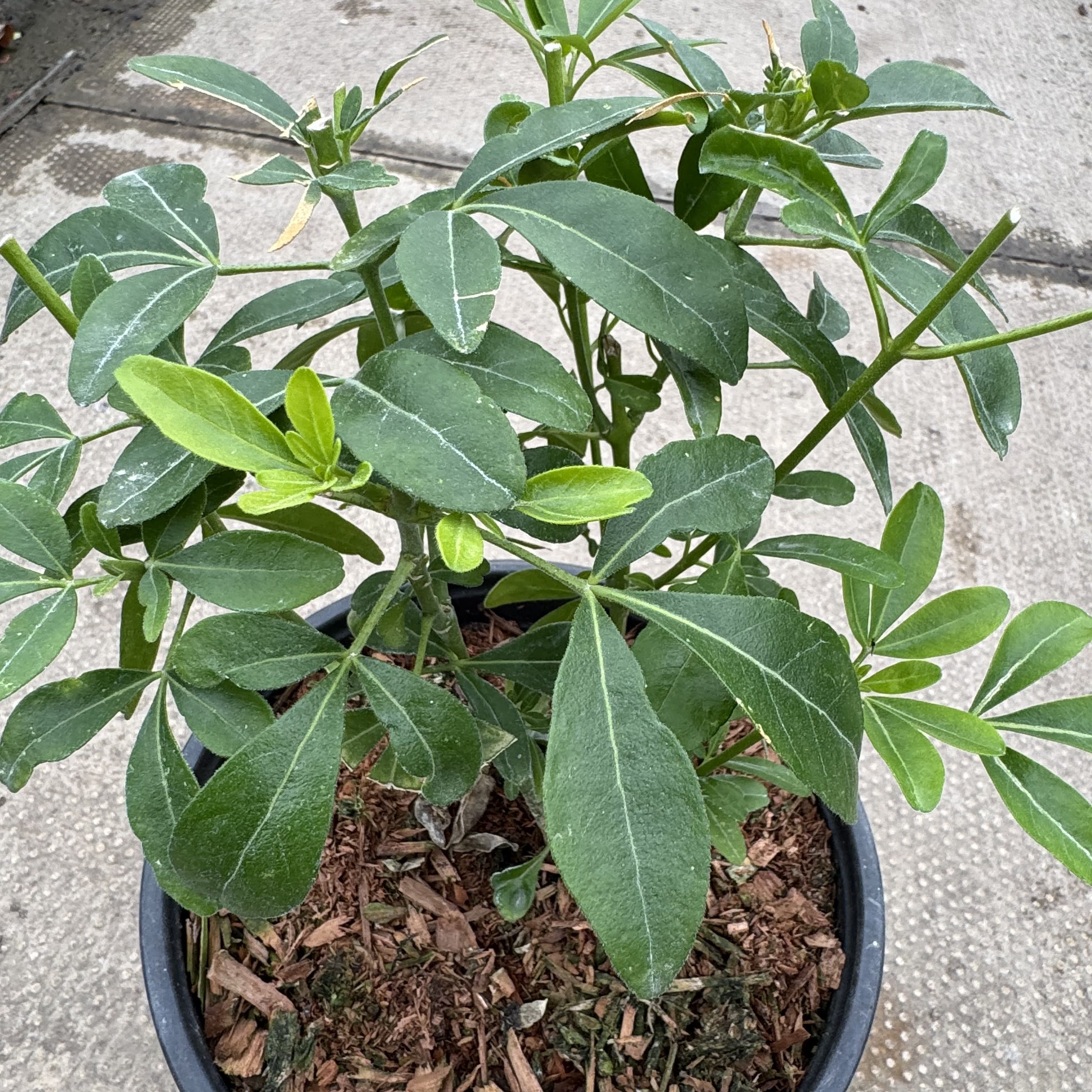 Choisya ternata