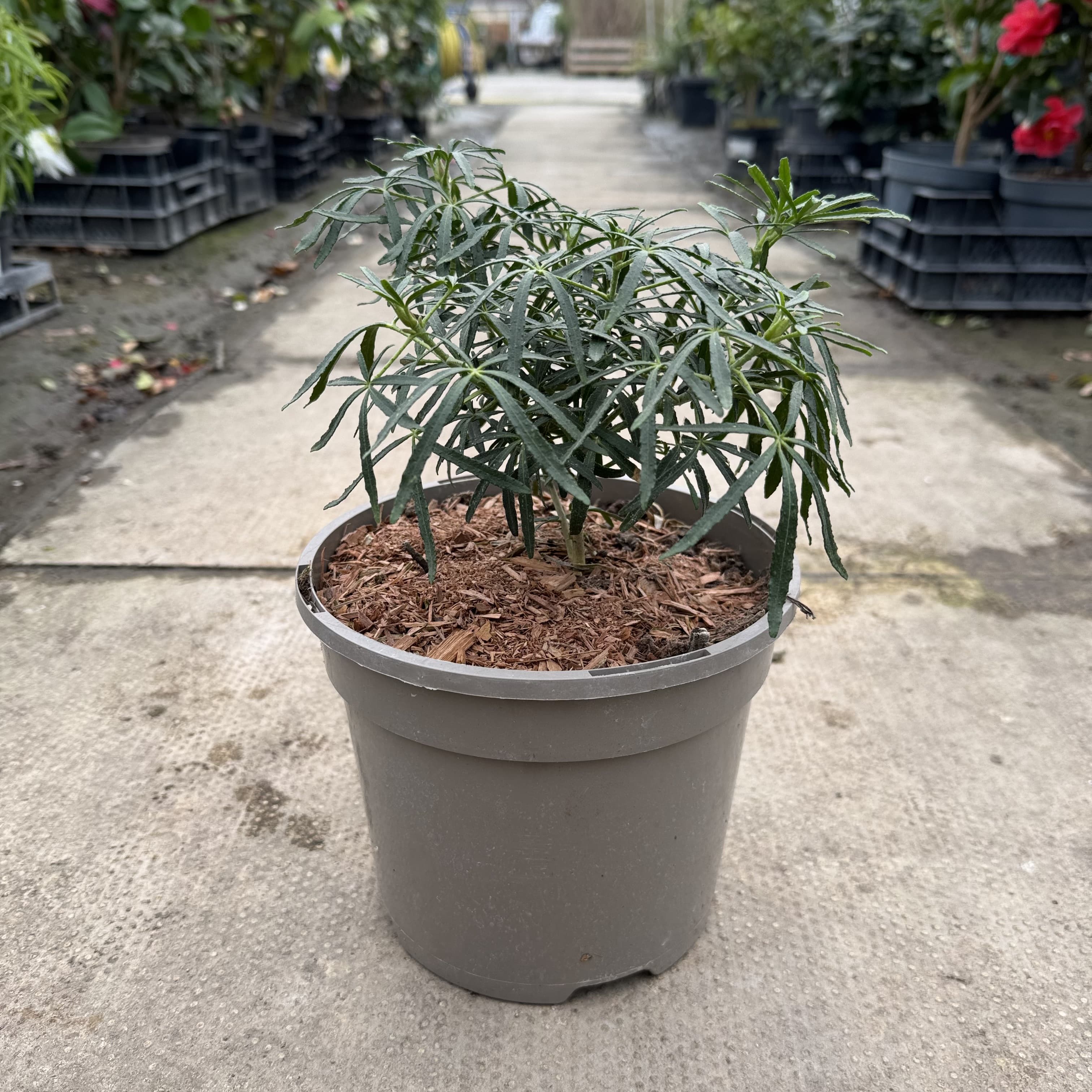 Choisya ternata 'White Dazzler'