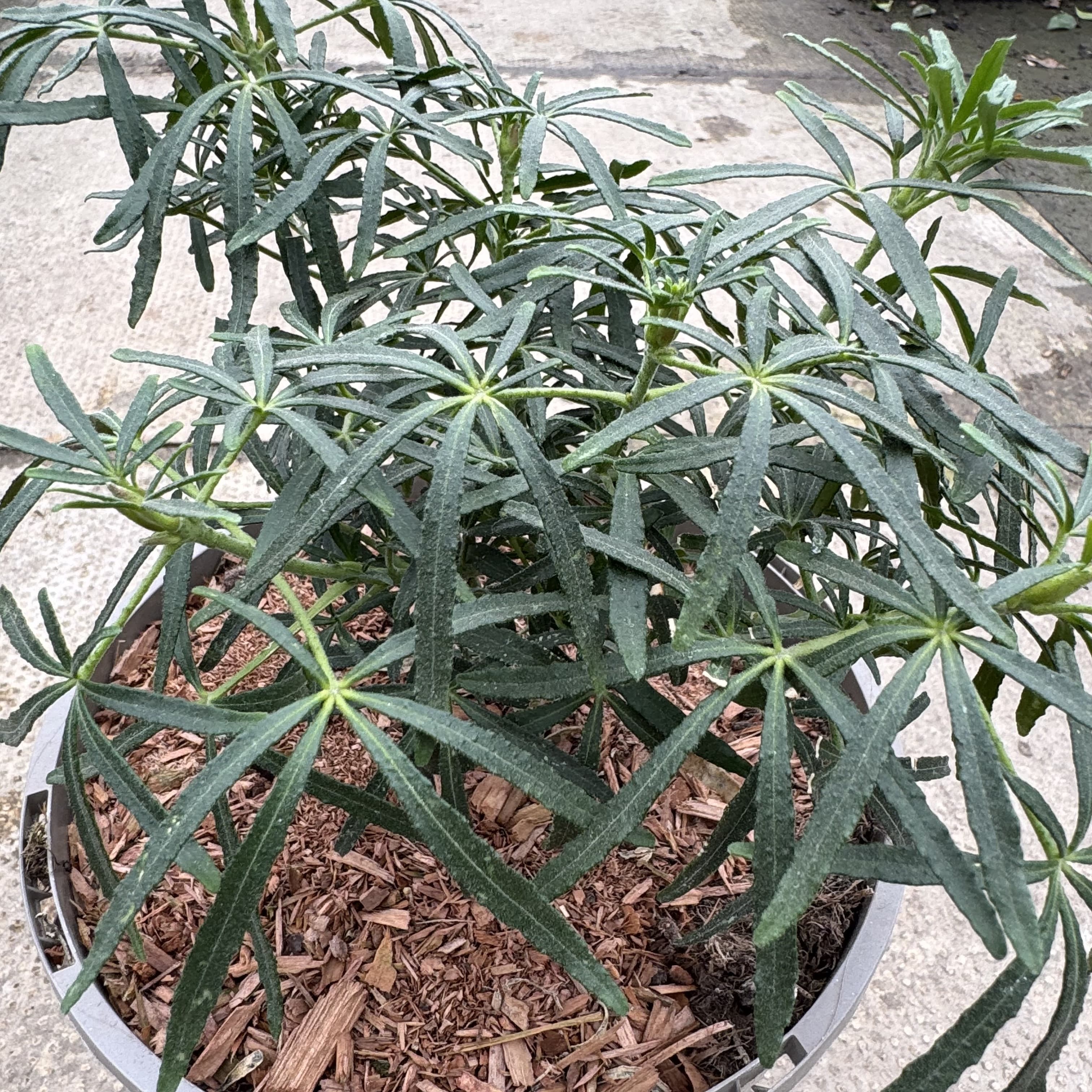 Choisya ternata 'White Dazzler'