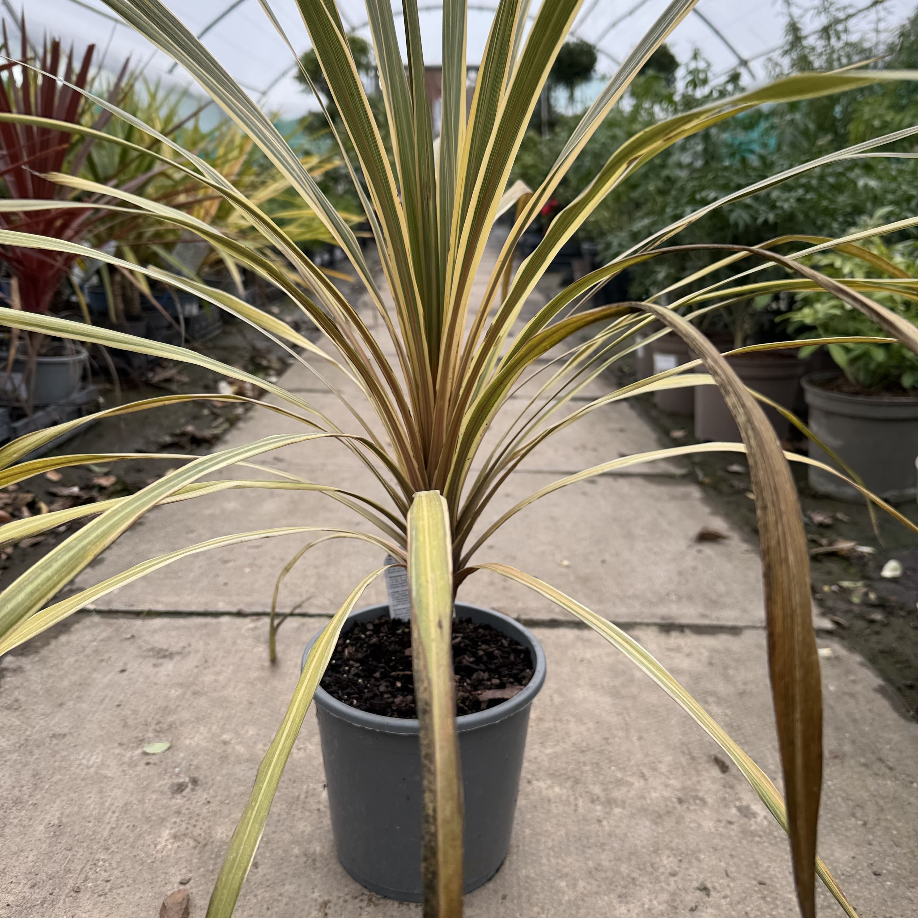 Cordyline 'Variegata'