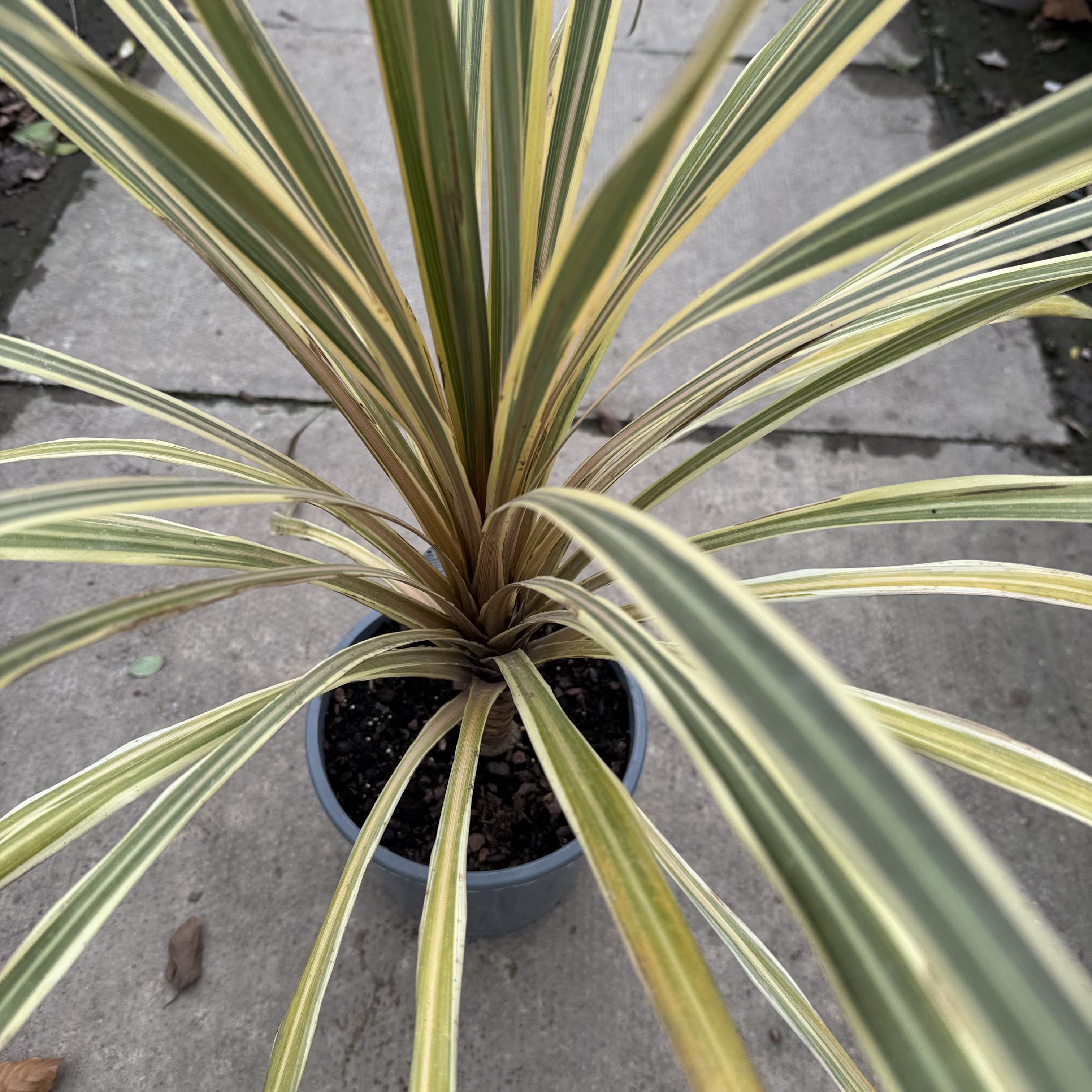 Cordyline 'Variegata'
