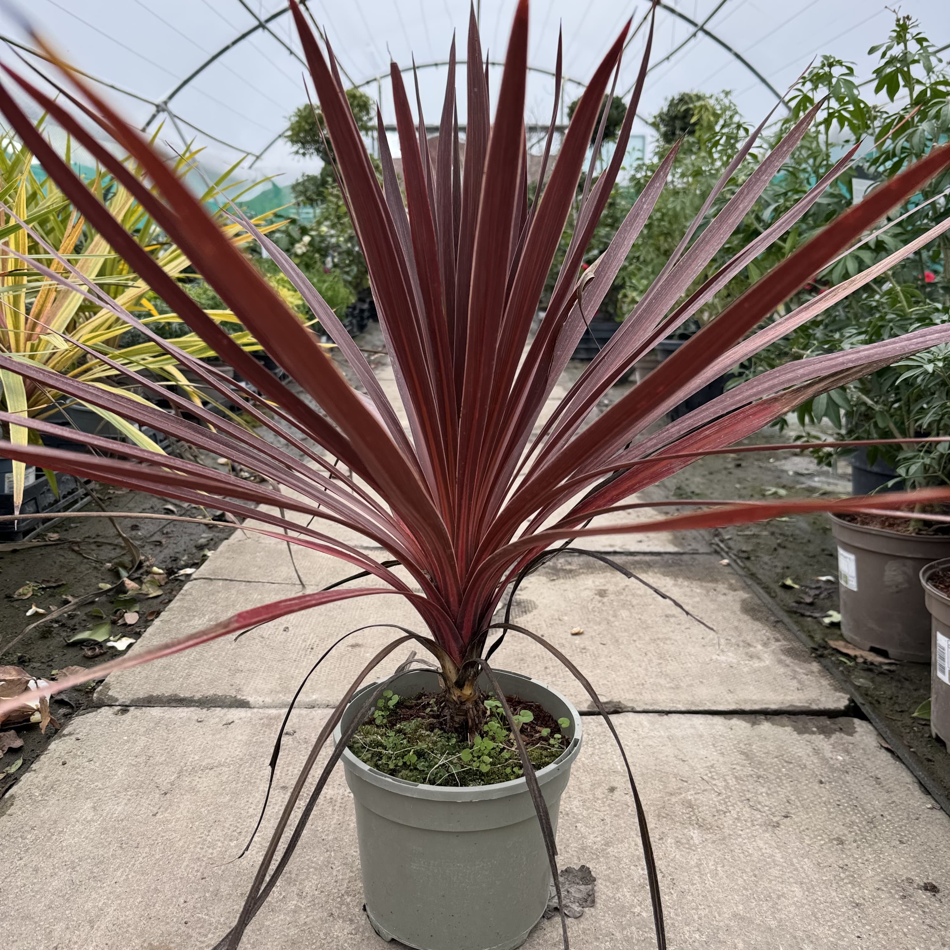 Cordyline 'Red Star'
