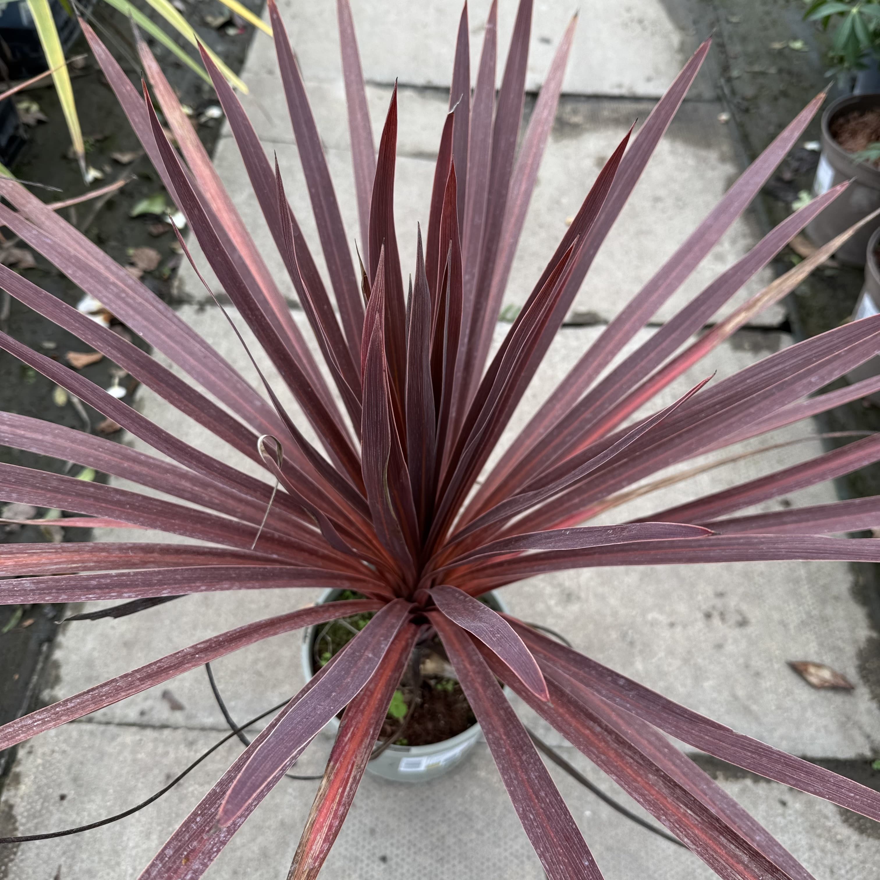 Cordyline 'Red Star'