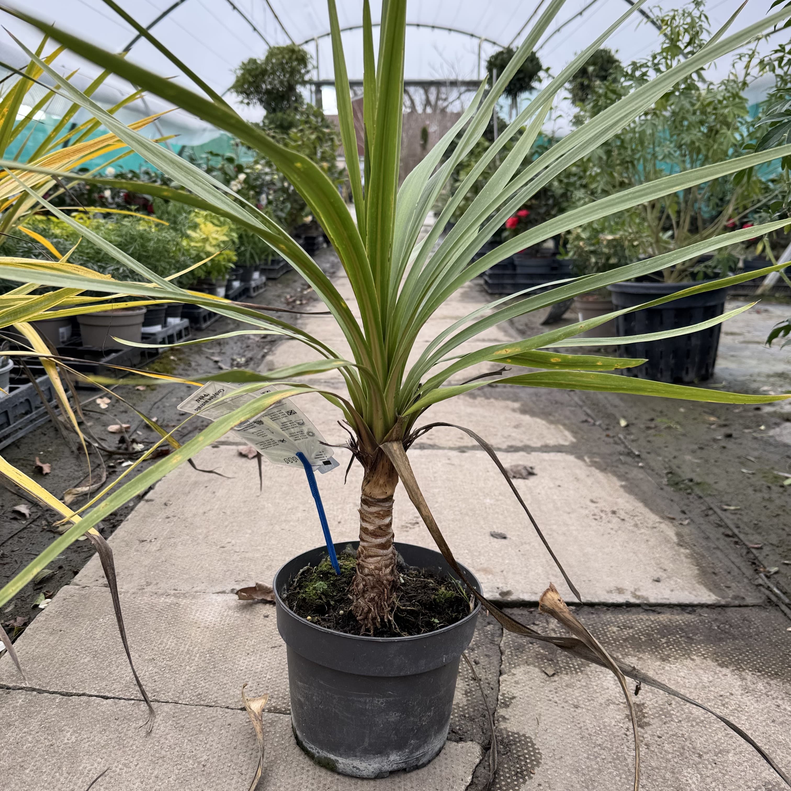Cordyline aus. 'Peko'