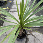 Cordyline aus. 'Peko'