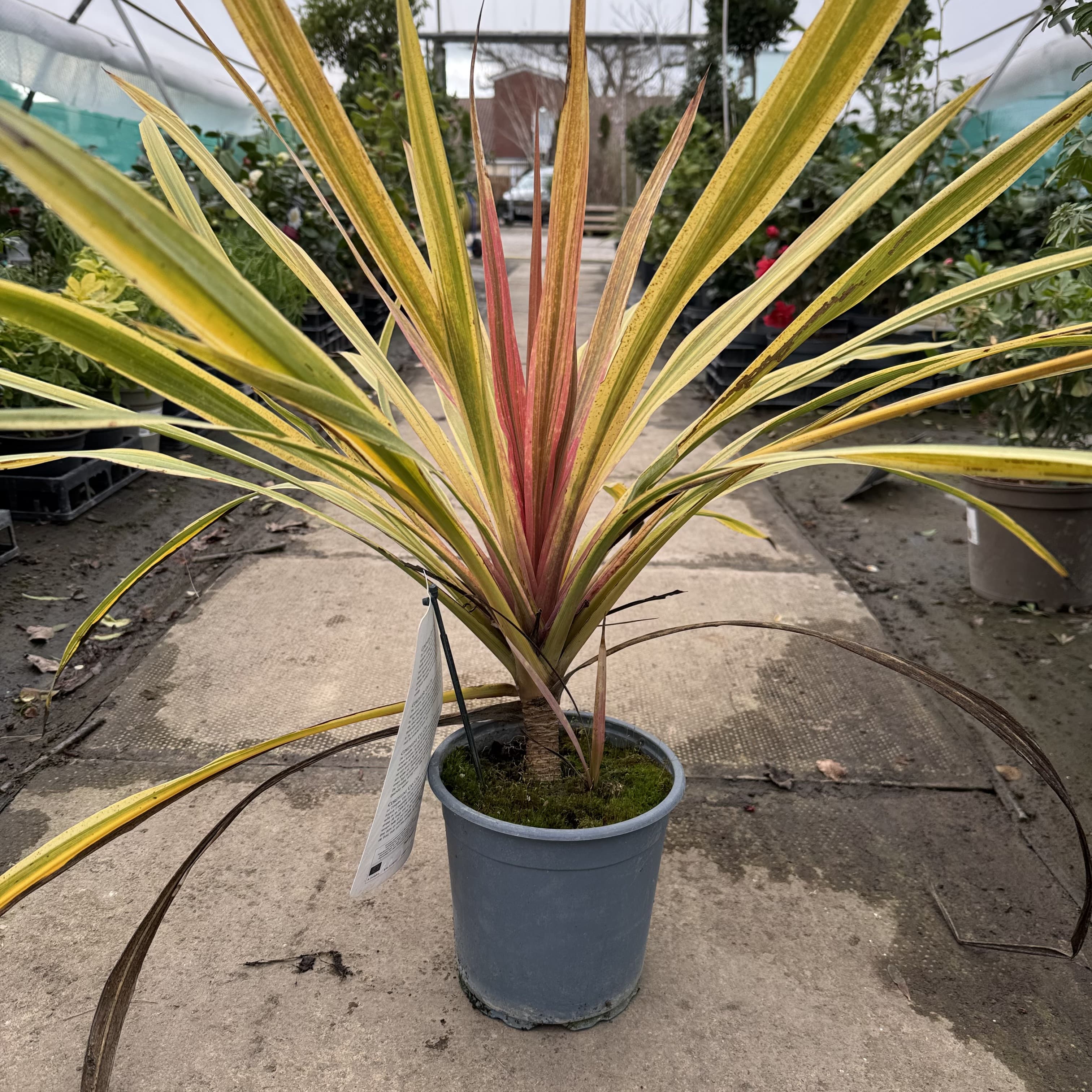 Cordyline aus. 'Can Can'
