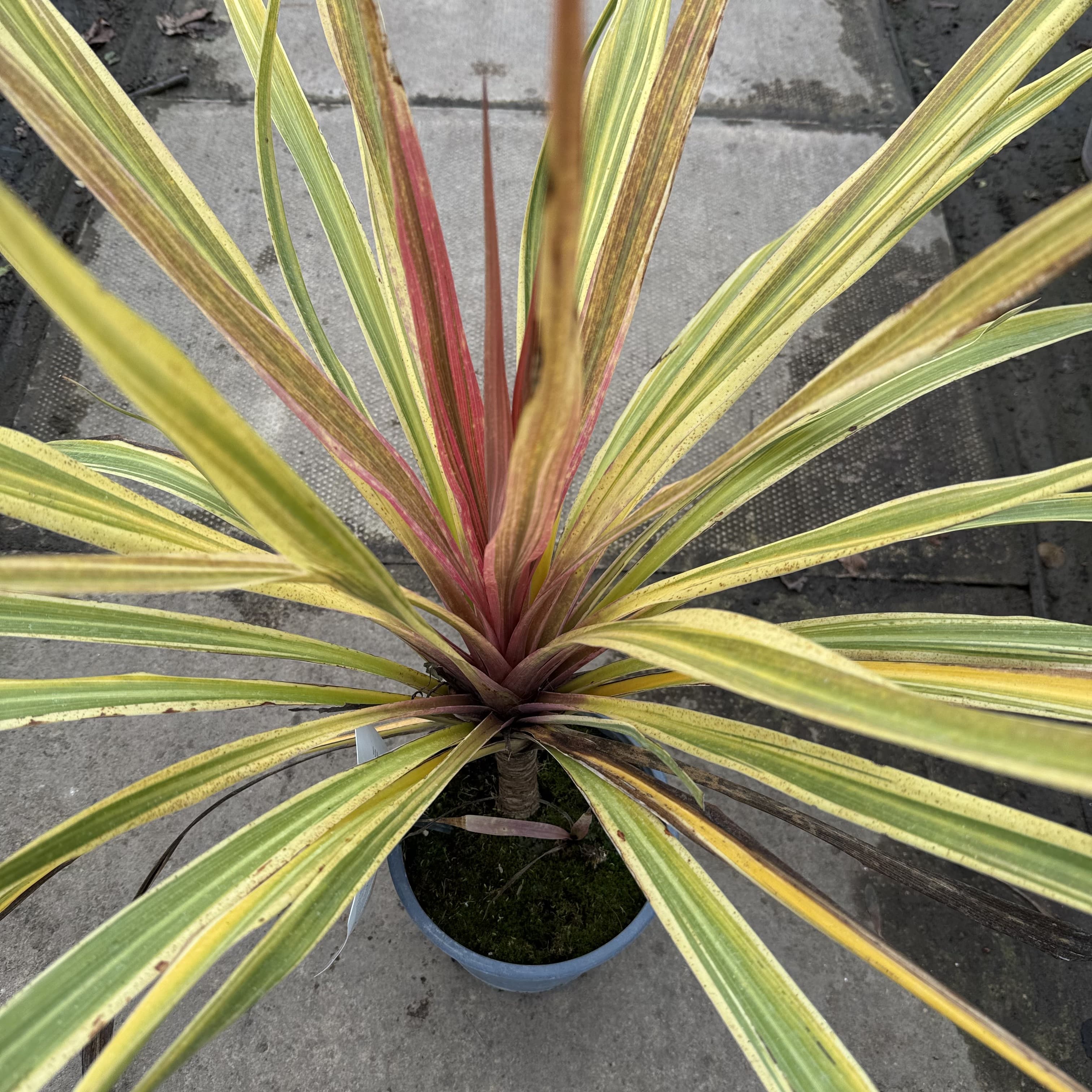 Cordyline aus. 'Can Can'