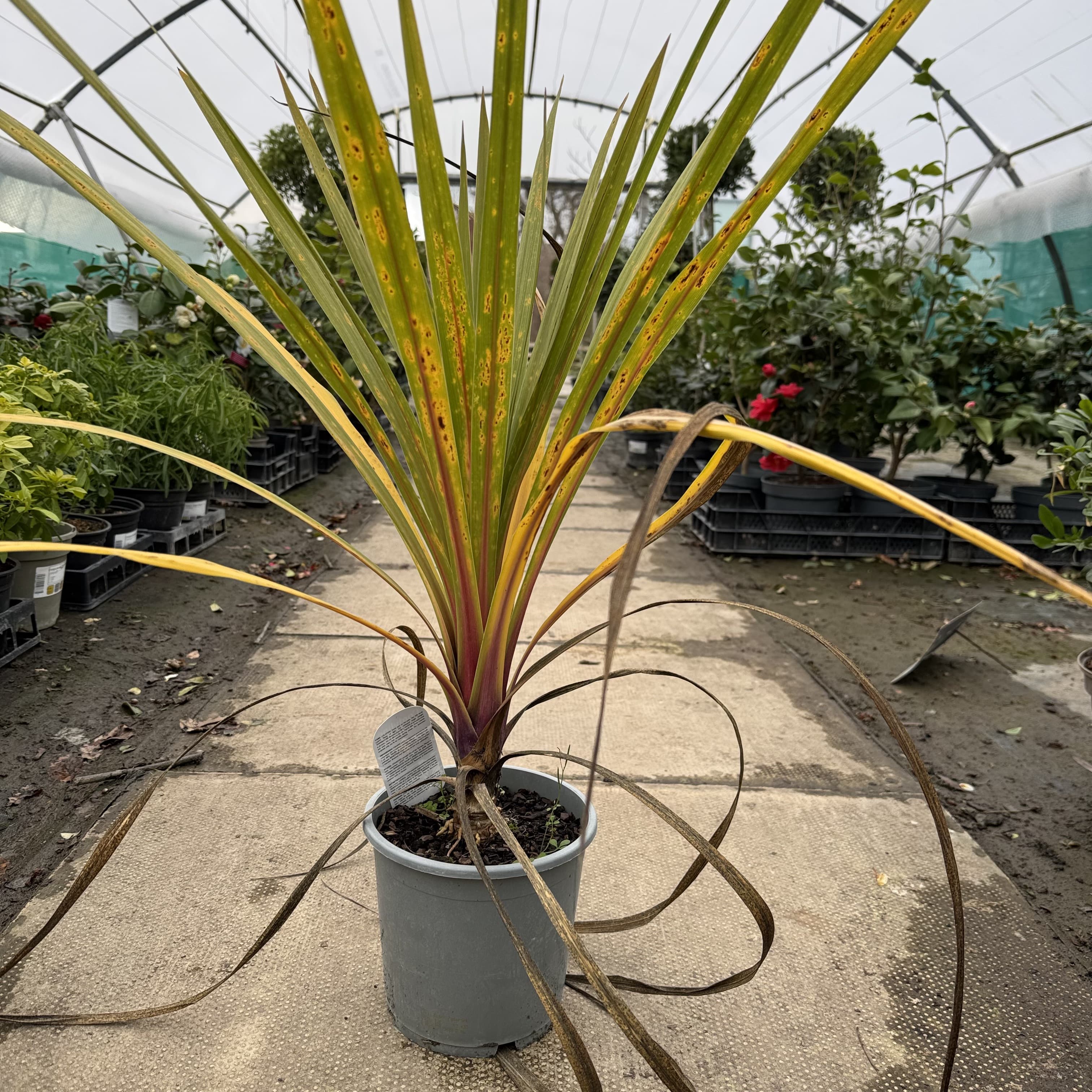 Cordyline australis