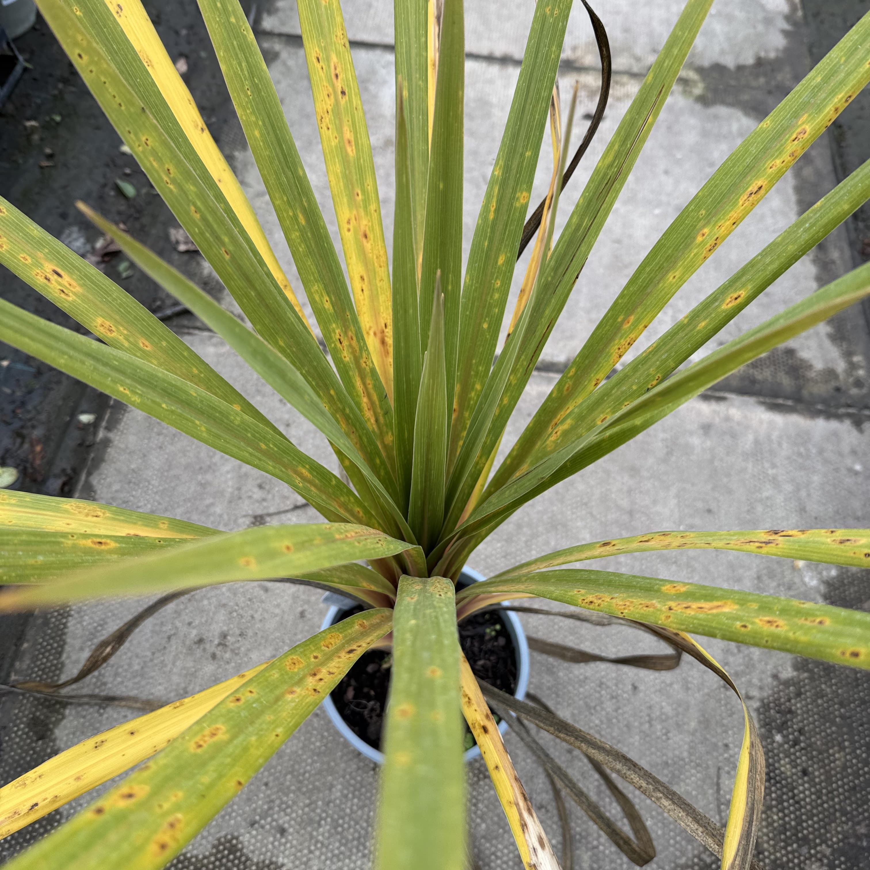 Cordyline australis