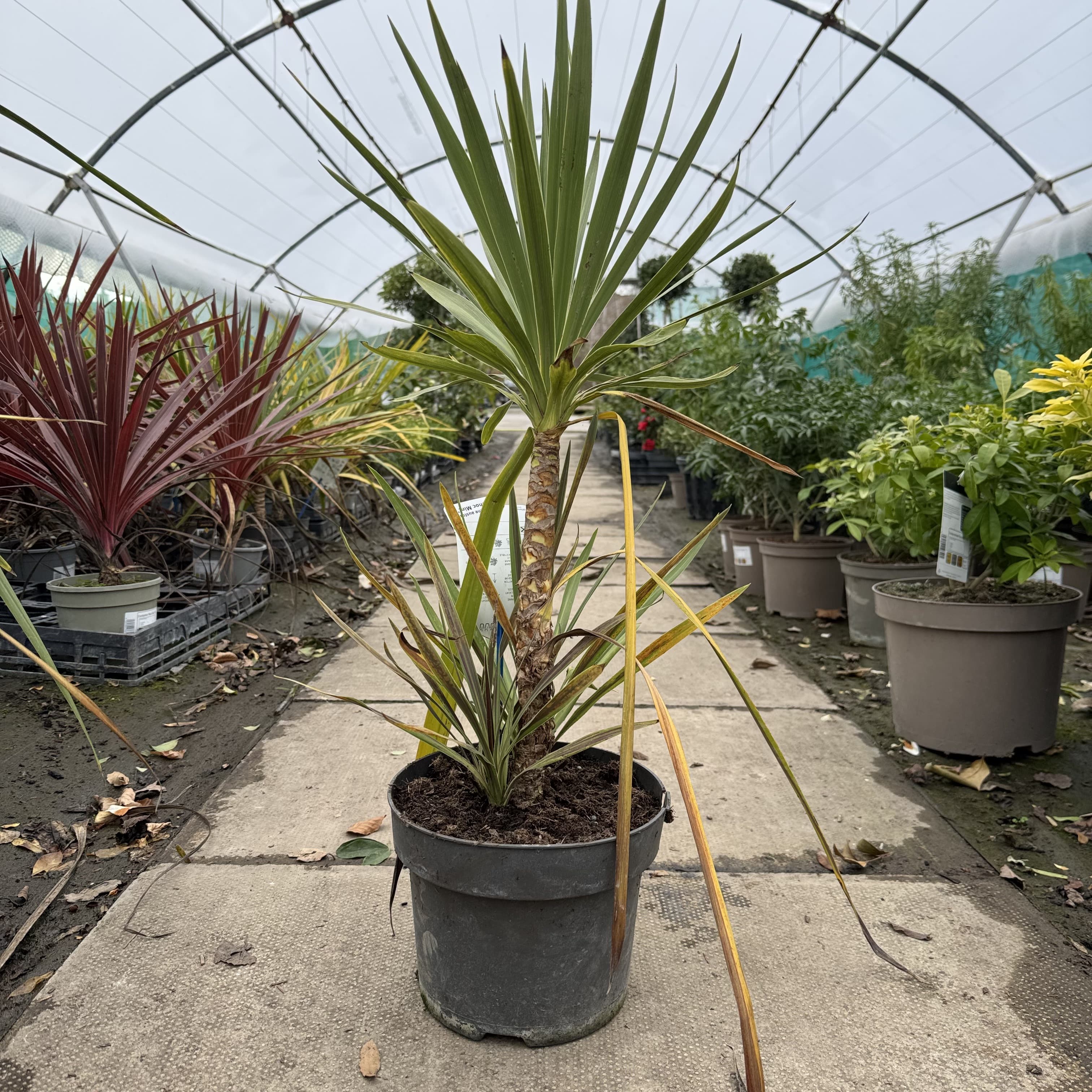 Cordyline australis 'Choc Mint'