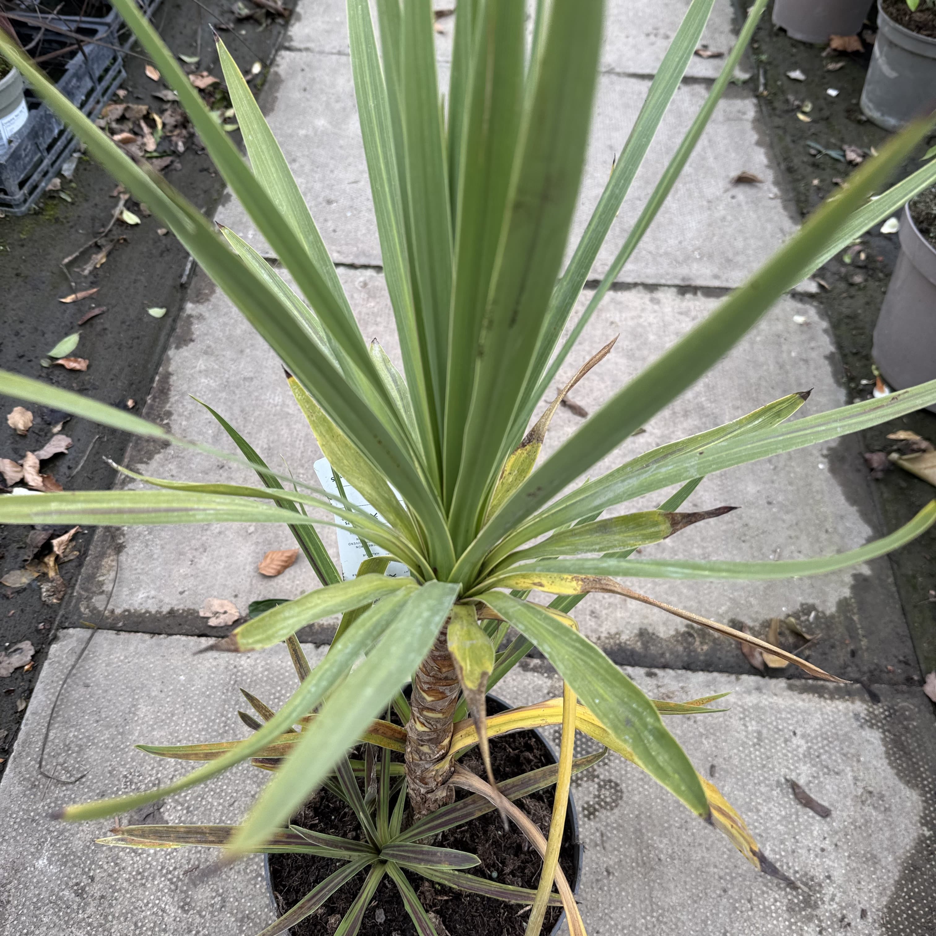 Cordyline australis 'Choc Mint'