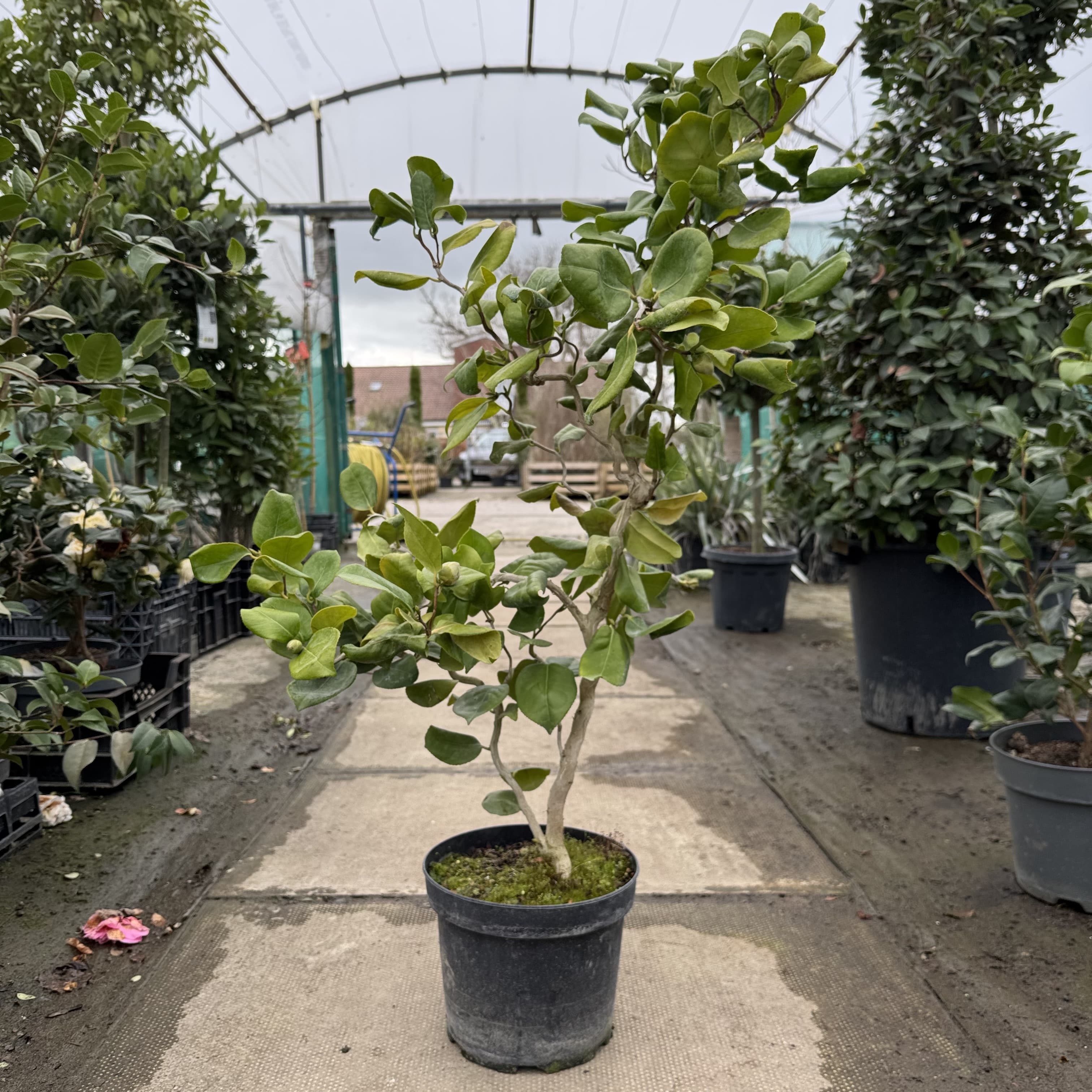Camellia jap. 'Curly Lady'